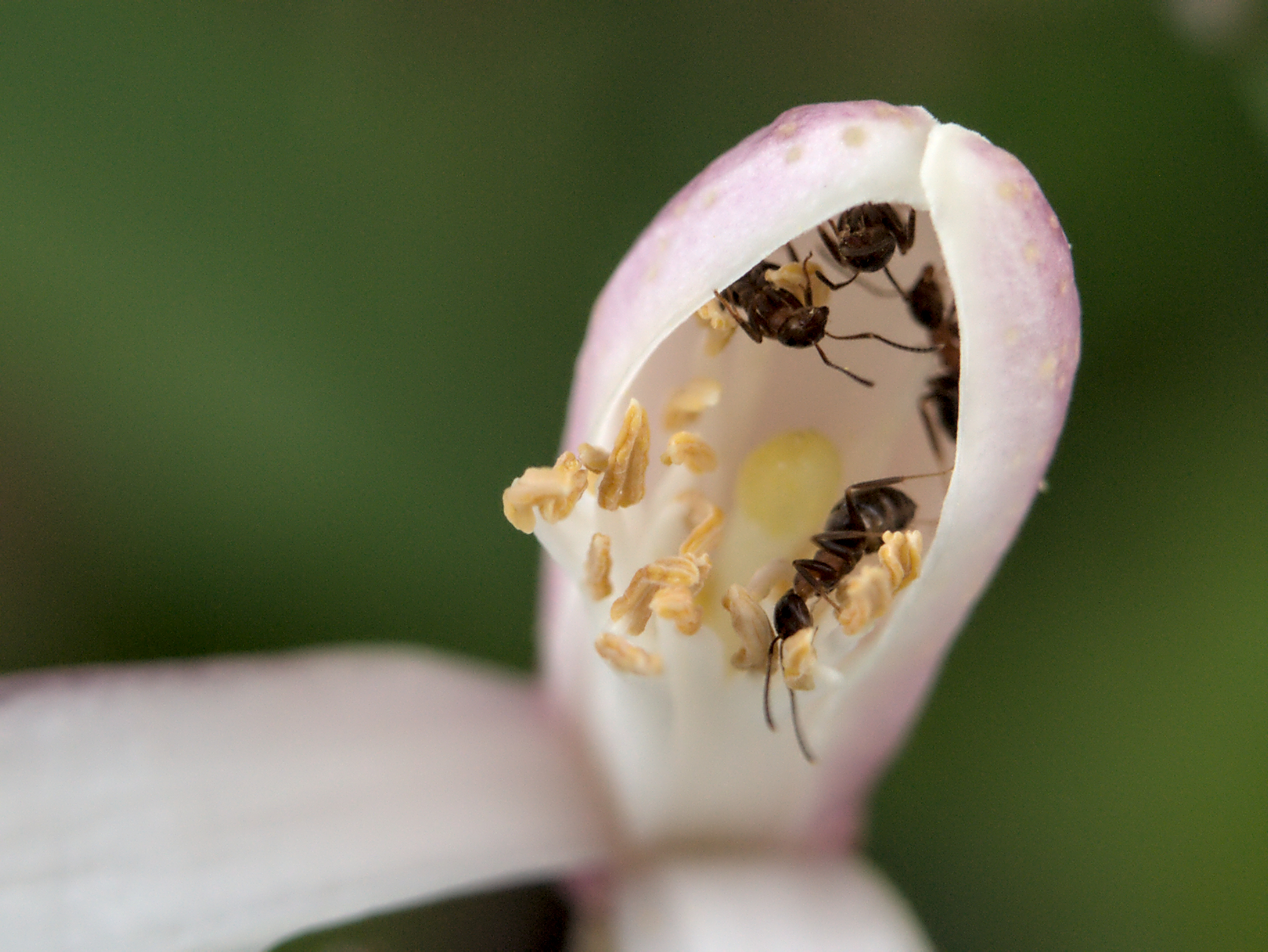 Ants on lemon flower