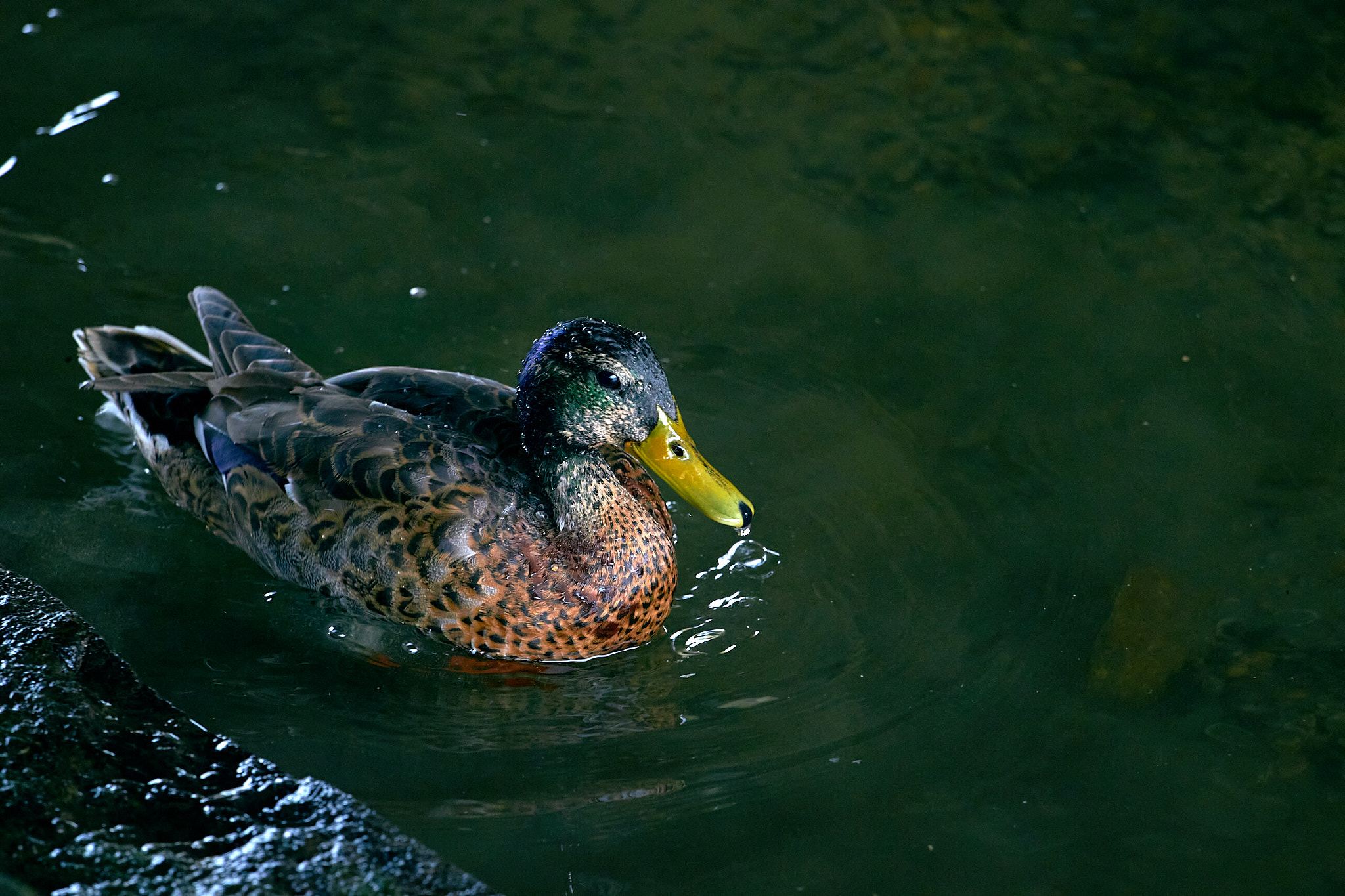 Resting on the water