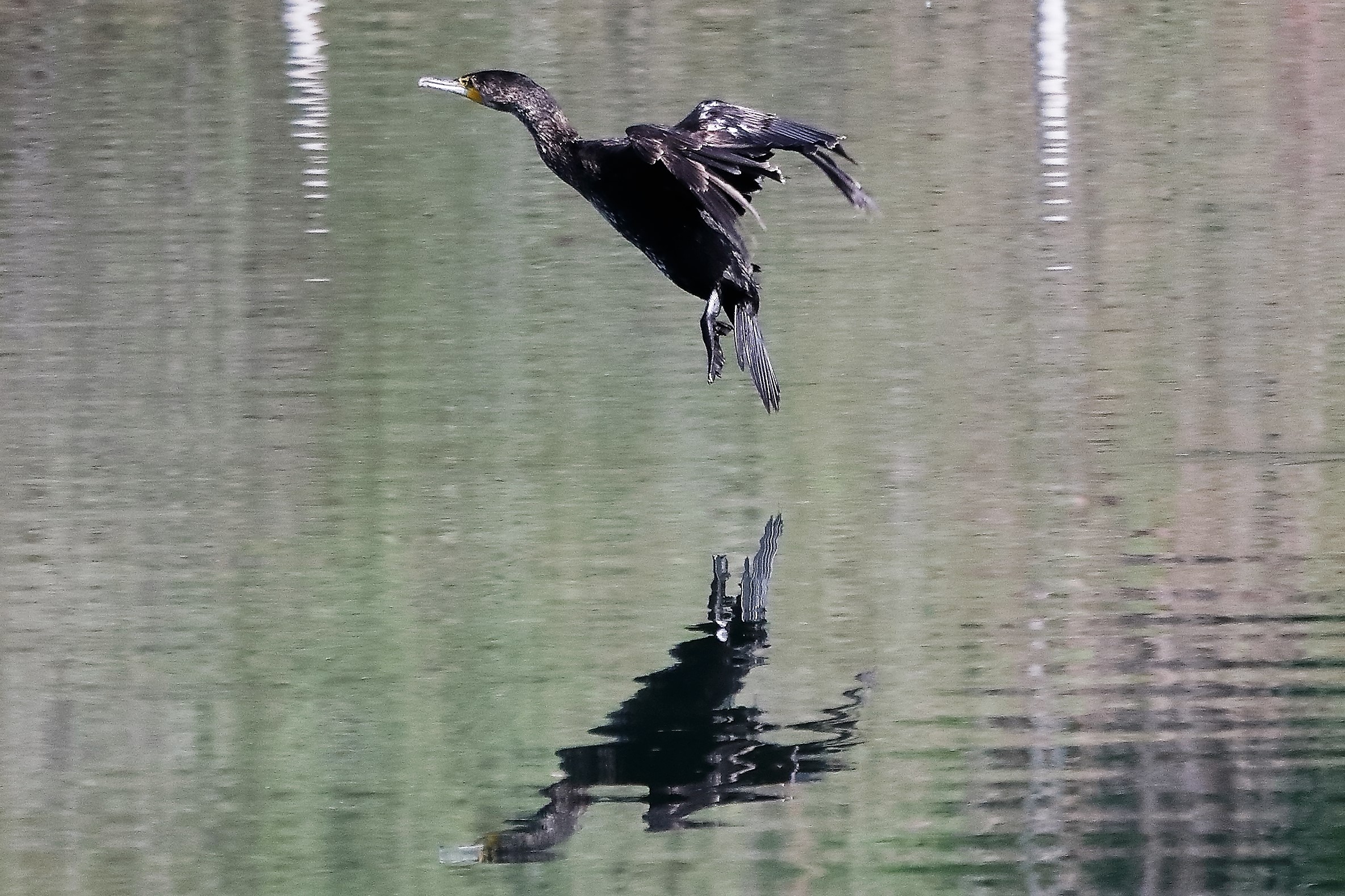 cormorano 01-05-2022