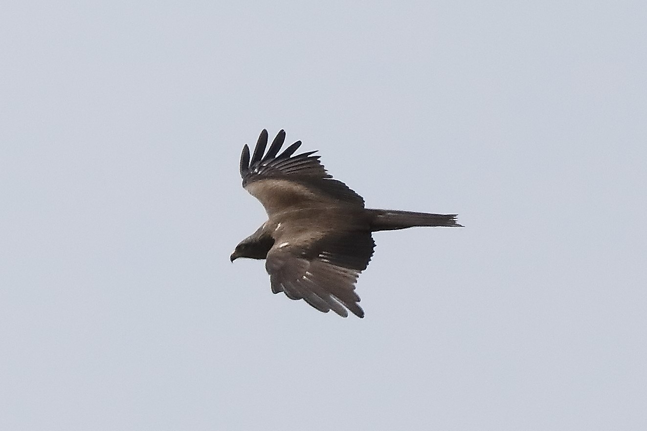 Black kite 29-04-2022