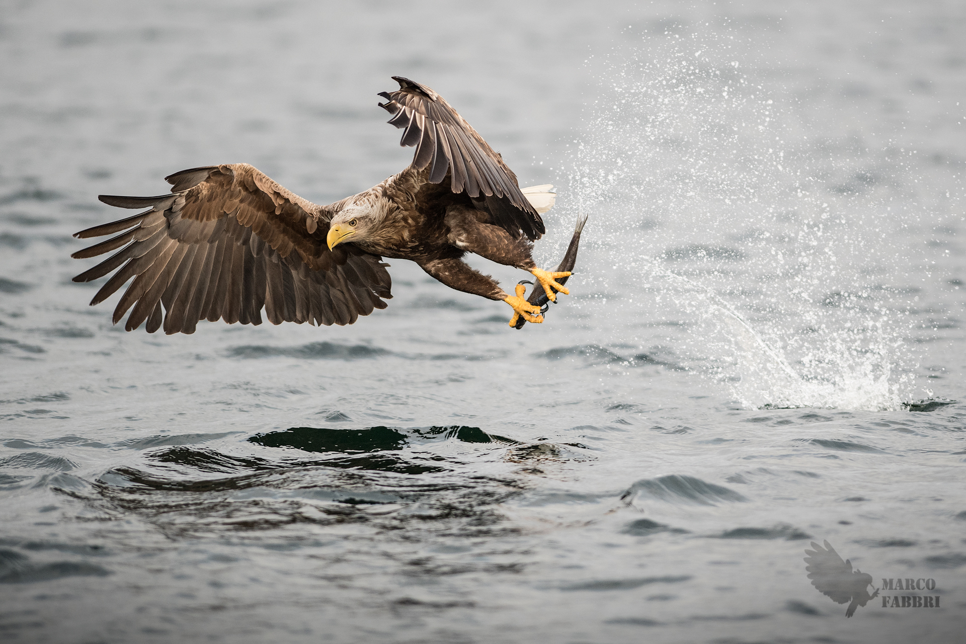 Sea eagle
