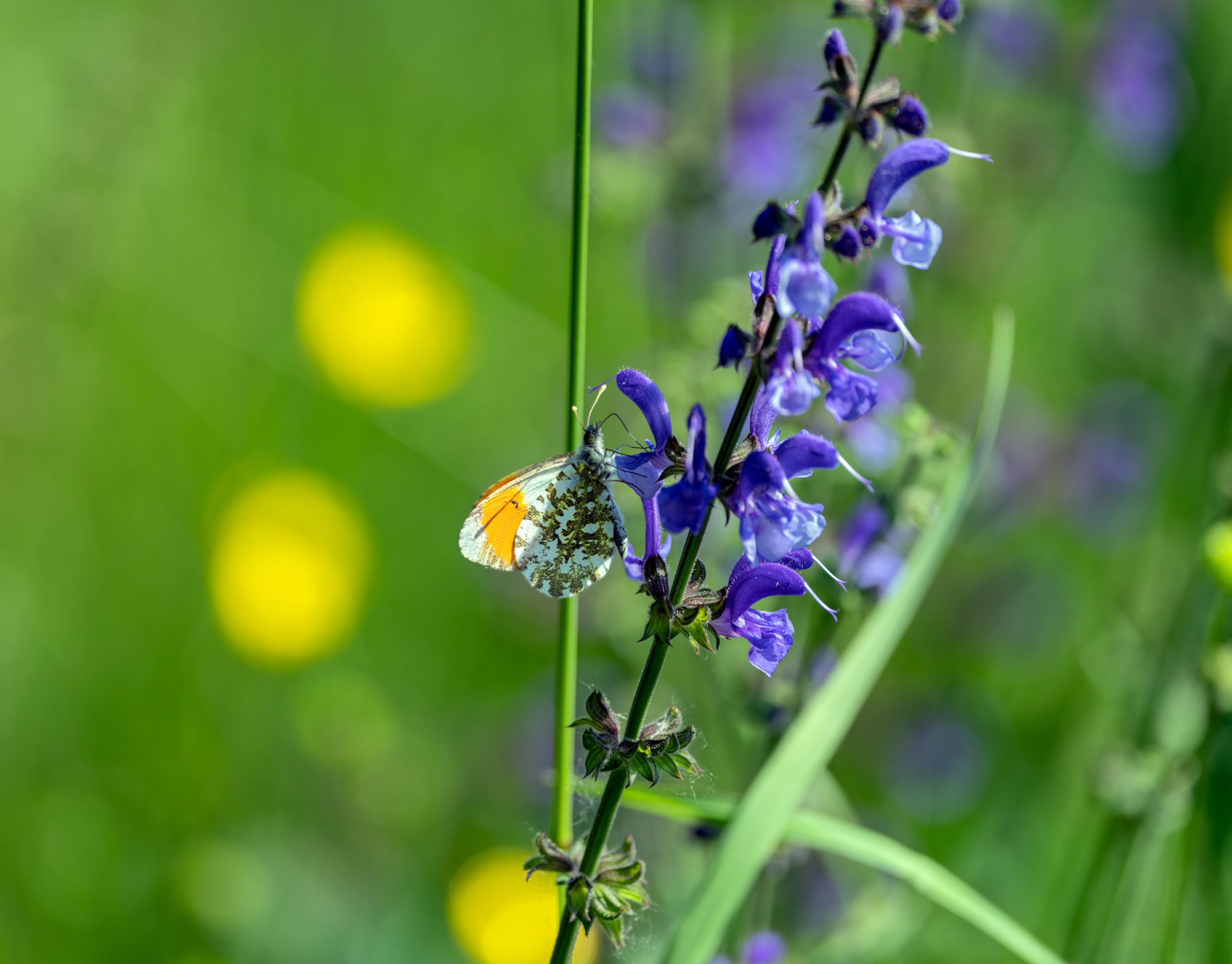 Verso terre luminose...