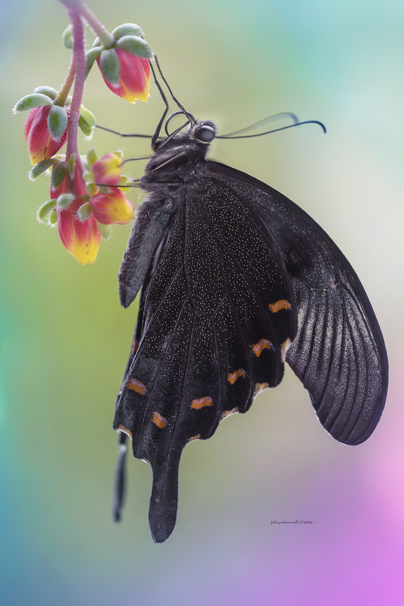Papilio dehaani