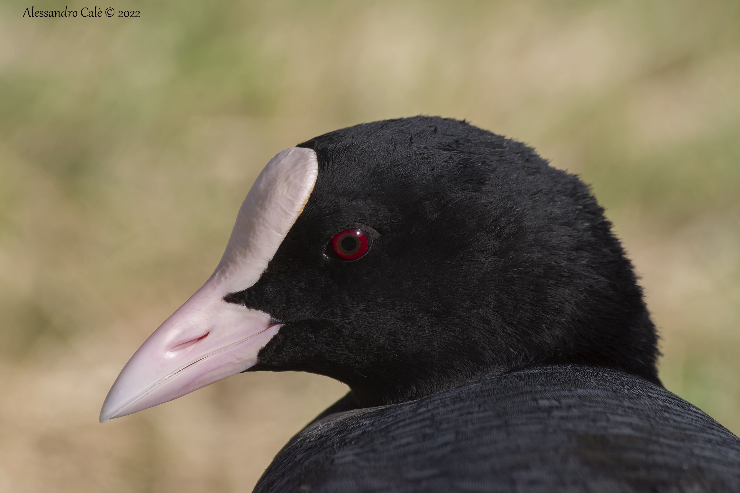 Fulica atra (Folaga) 6082