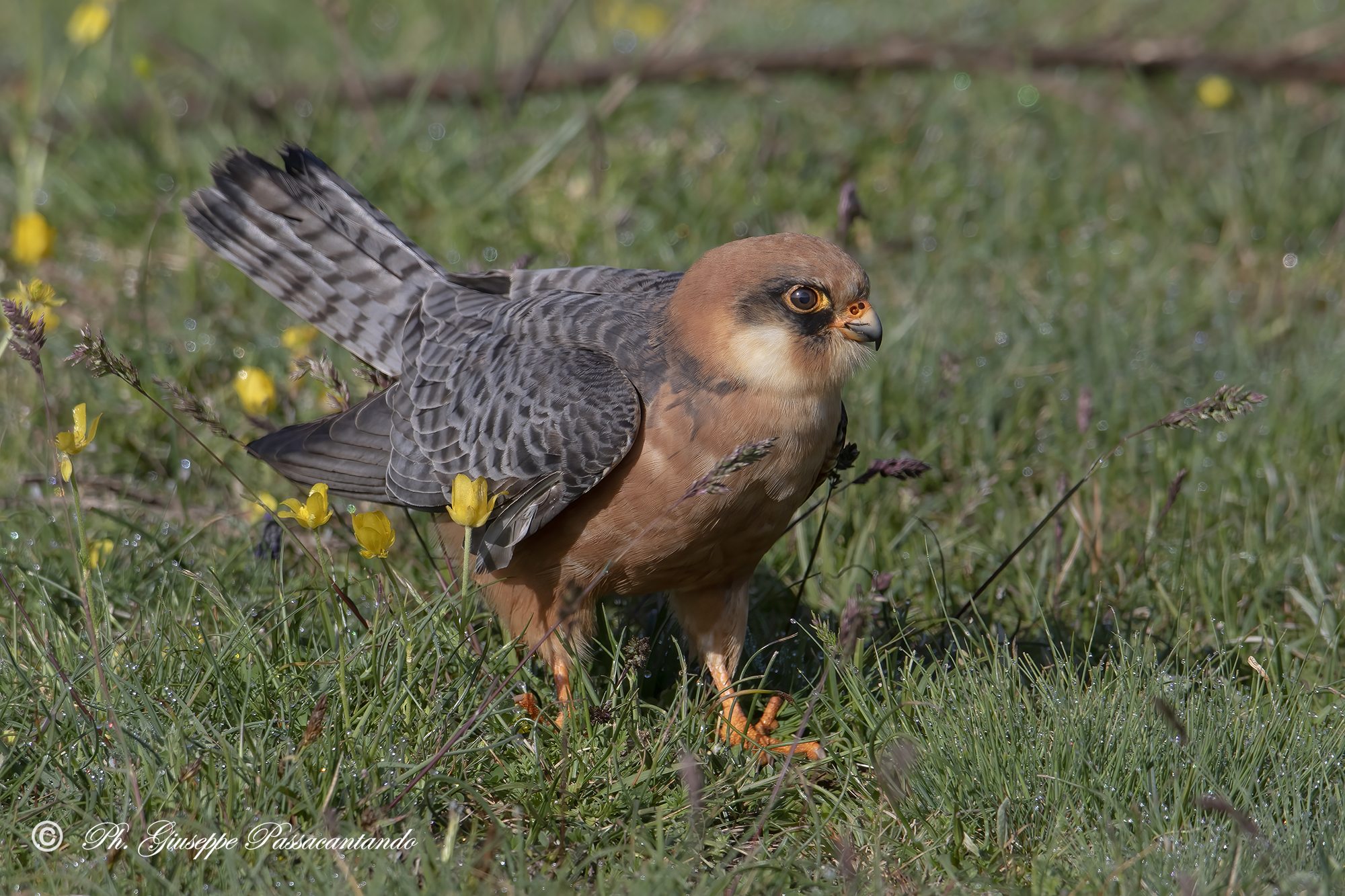 female cuckoo falcon