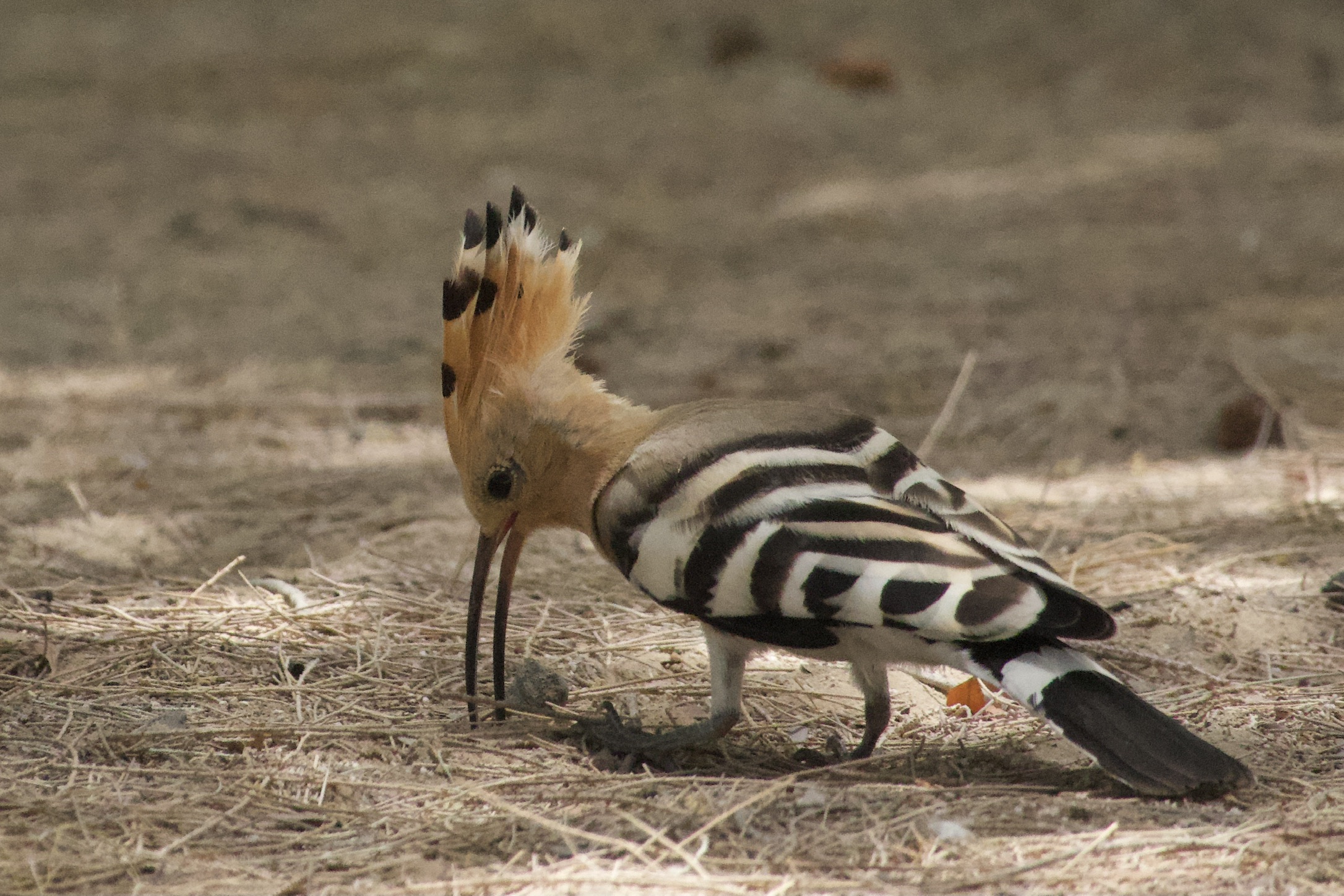 Hoopoe
