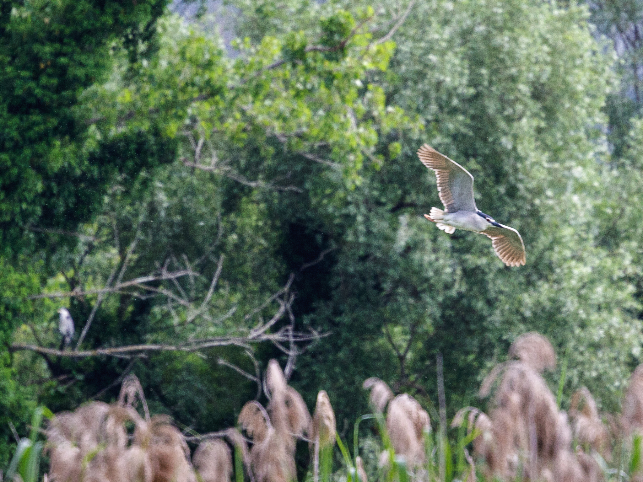 Volando verso la Primavera