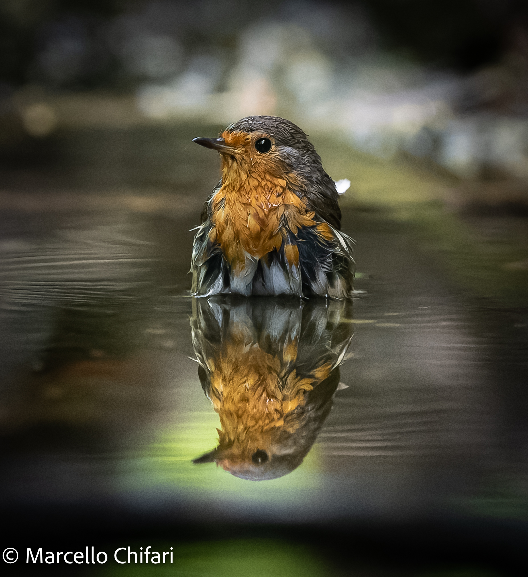 Reflections - Robin in the bathroom