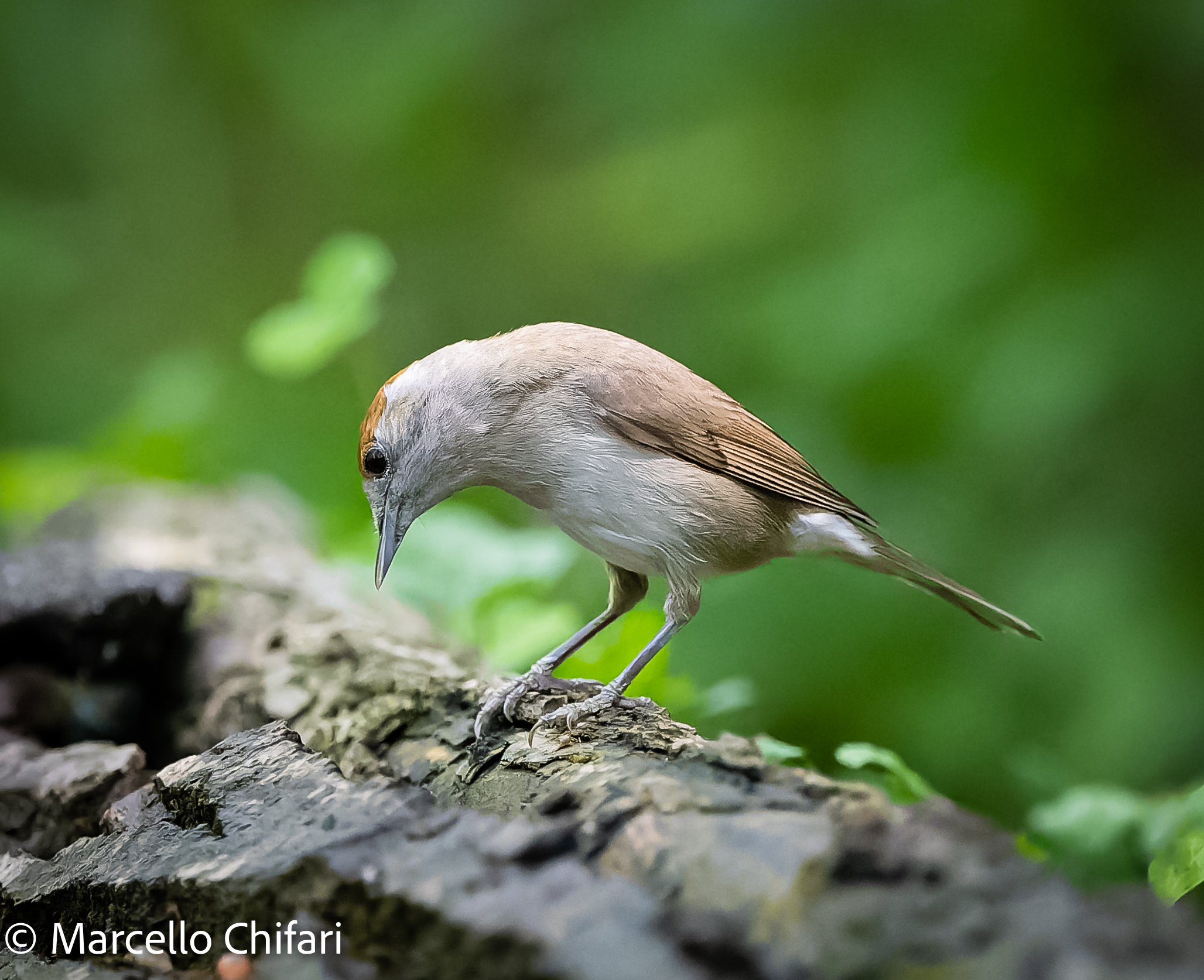 Female blackcap