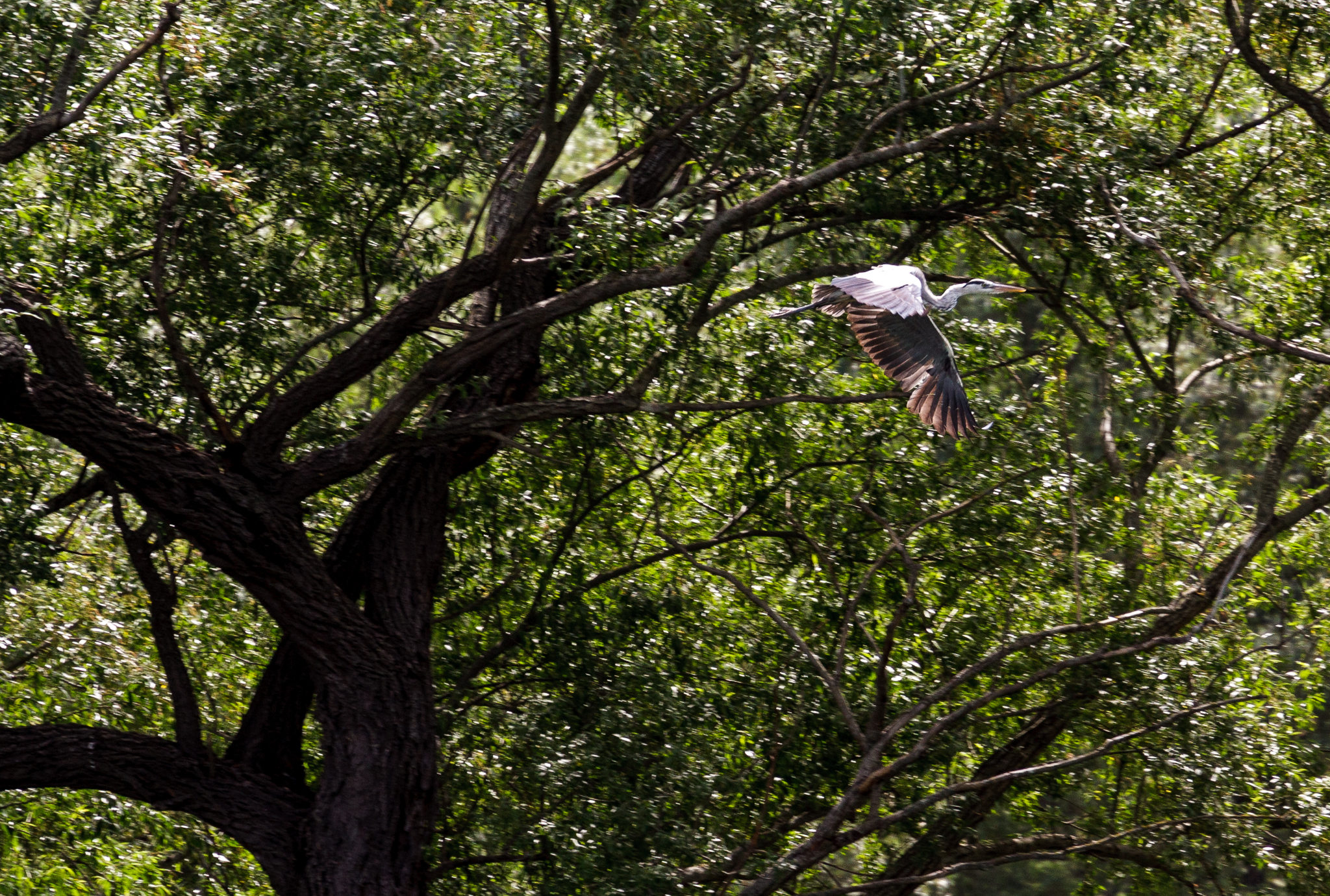 Libero di andare....