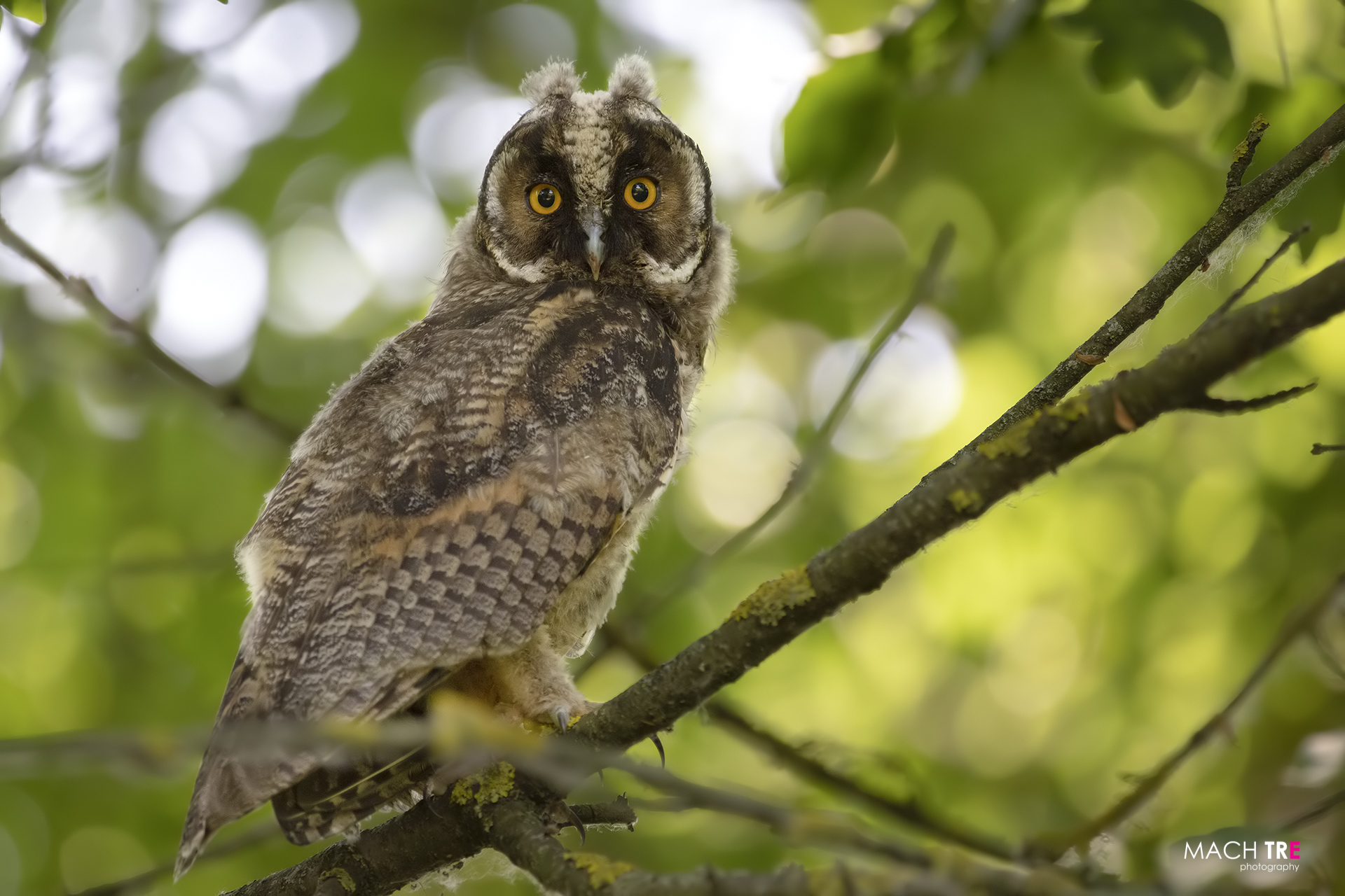 Common owl (Asio otus)