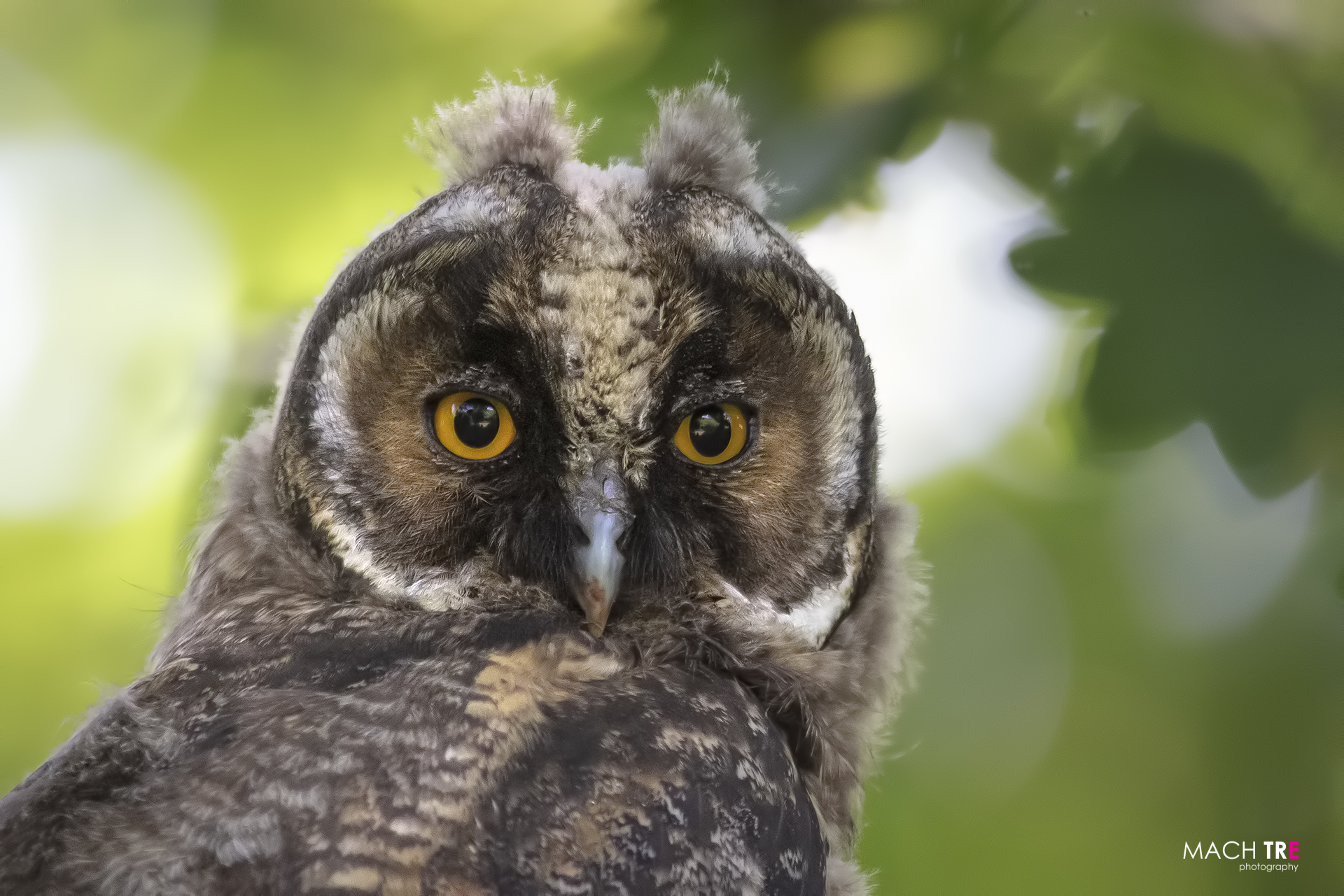 Common owl (Asio otus)