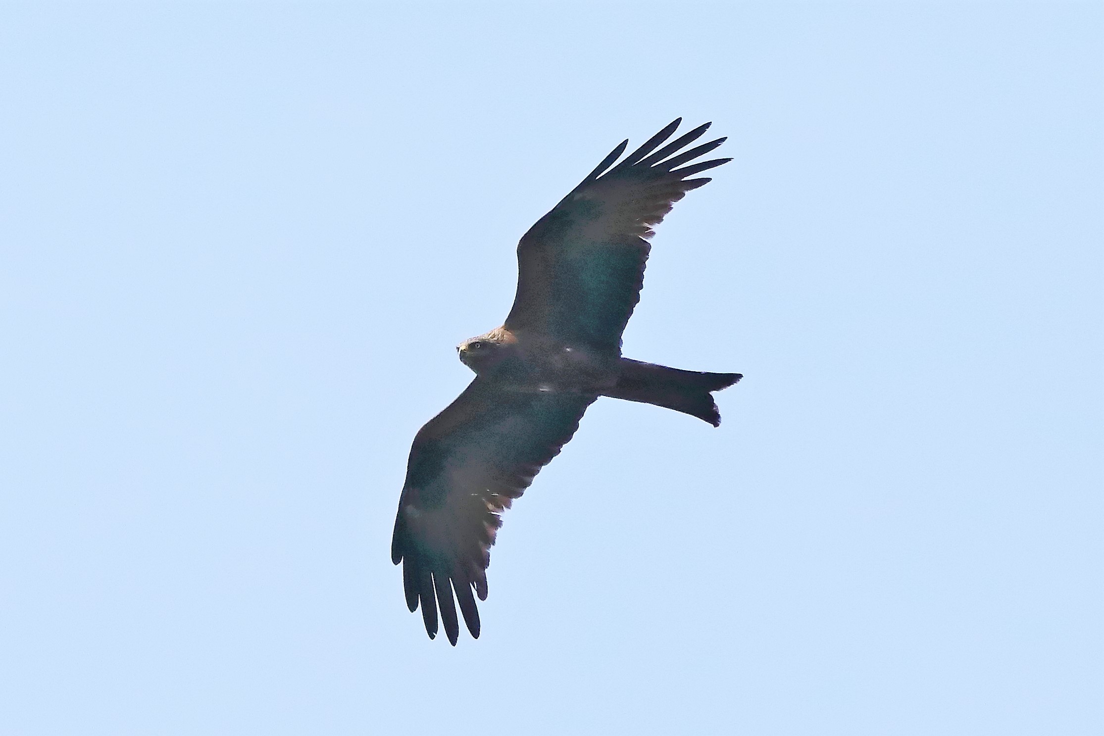 Nibbio bruno 29-04-2022