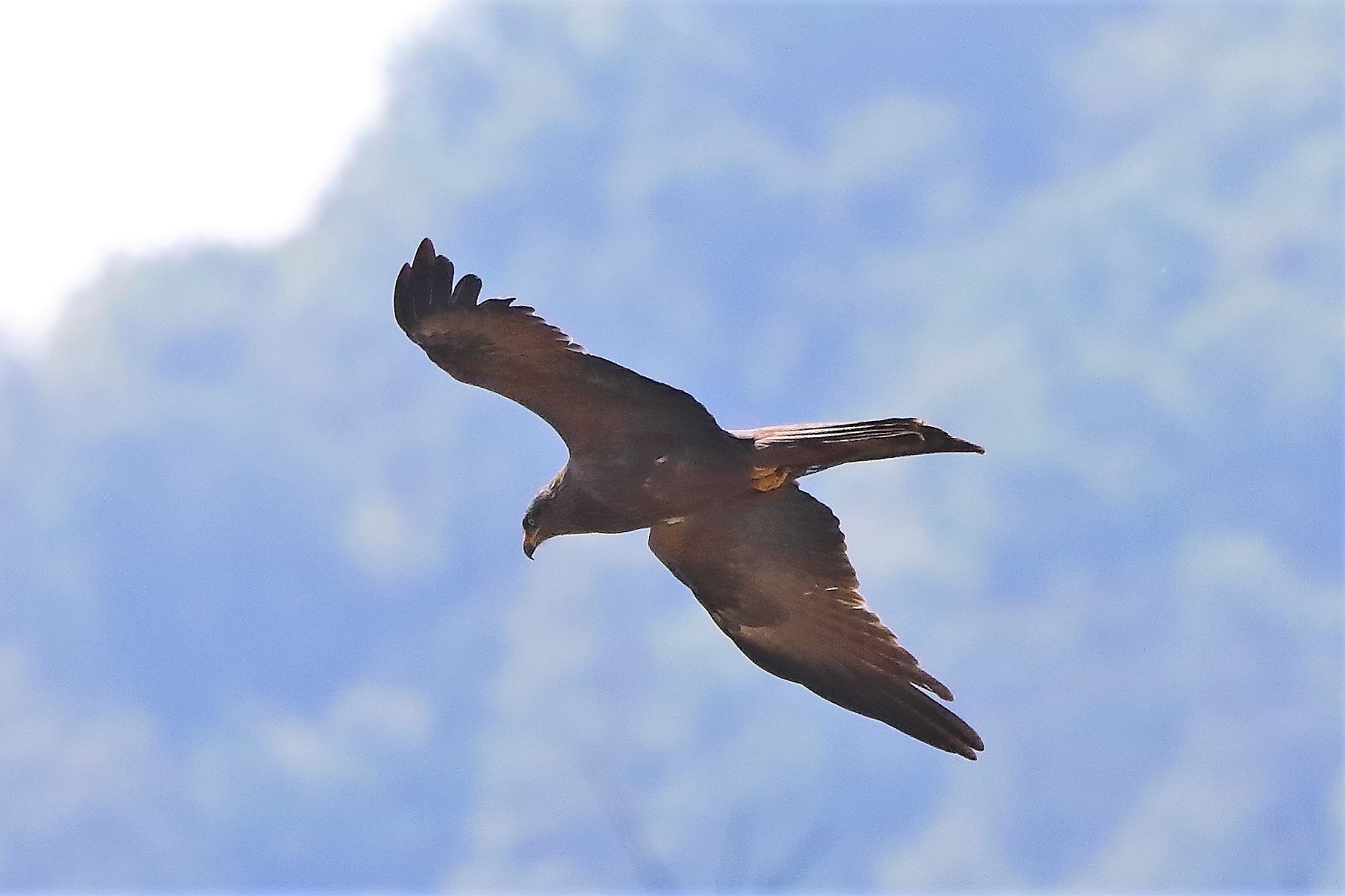 Nibbio bruno 29-04-2022