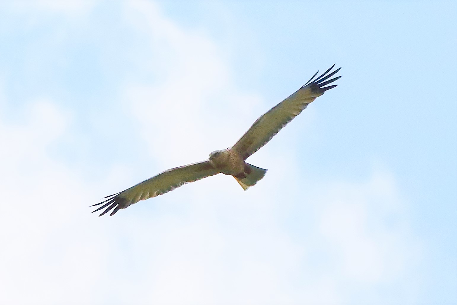 falco di palude 30-04-2022