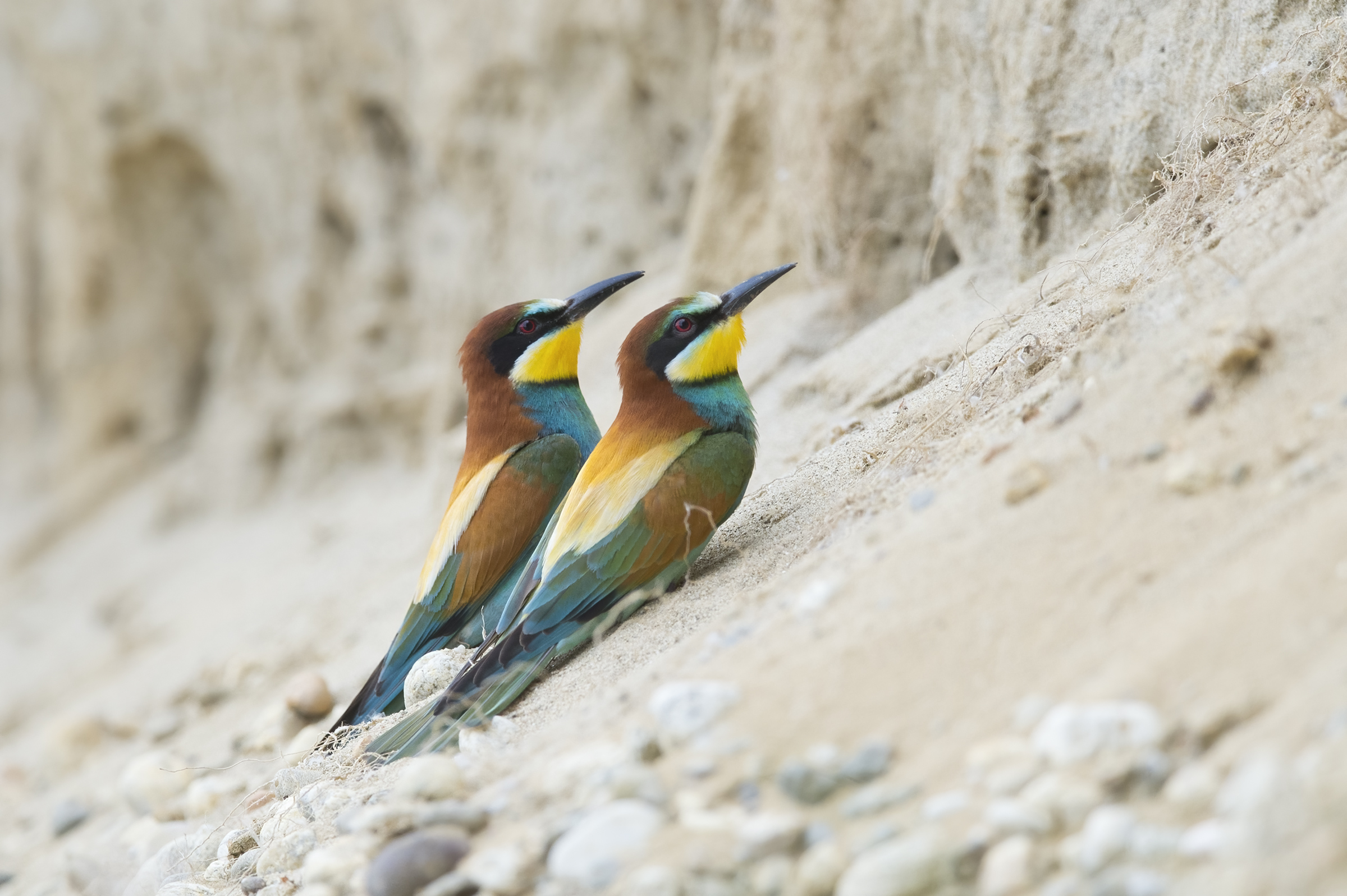 Gruccioni (Merops apiaster)