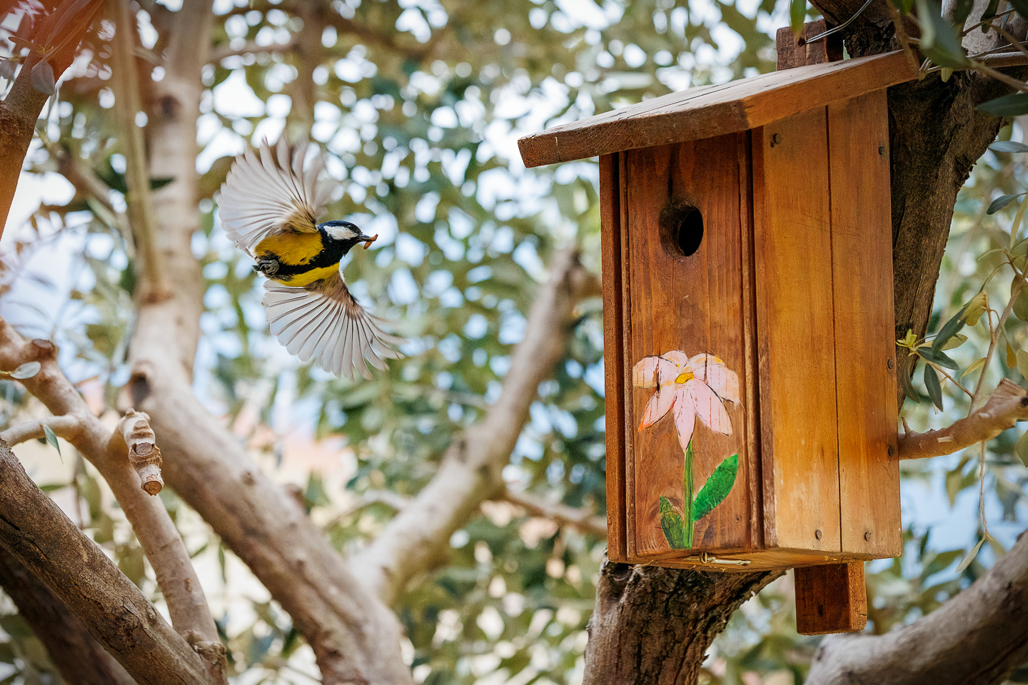 Returning to the nest with dinner