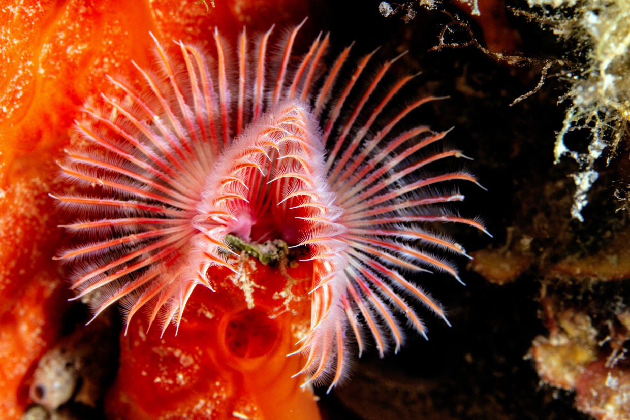 Serpula Lo Sparviero Punta Ala