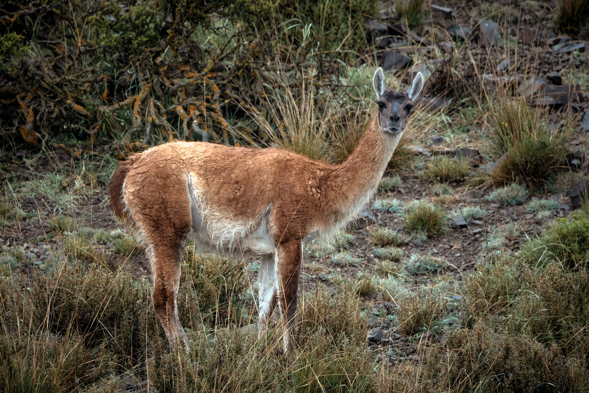 Guanaco