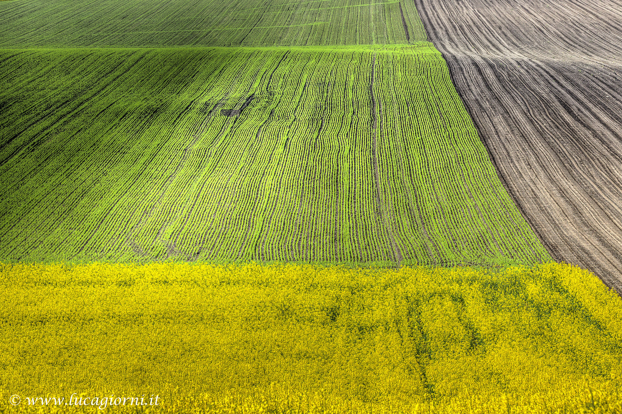 Campagna Marchigiana