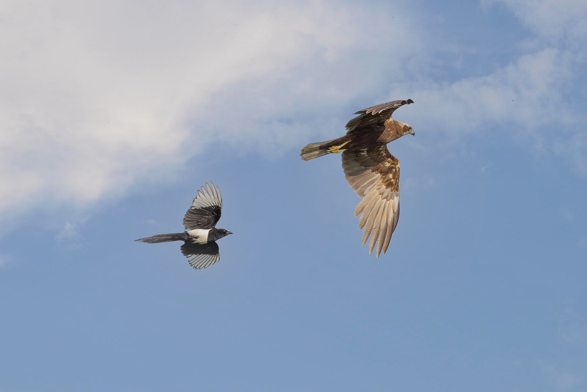 Incontri nel Parco del Mincio (mn)