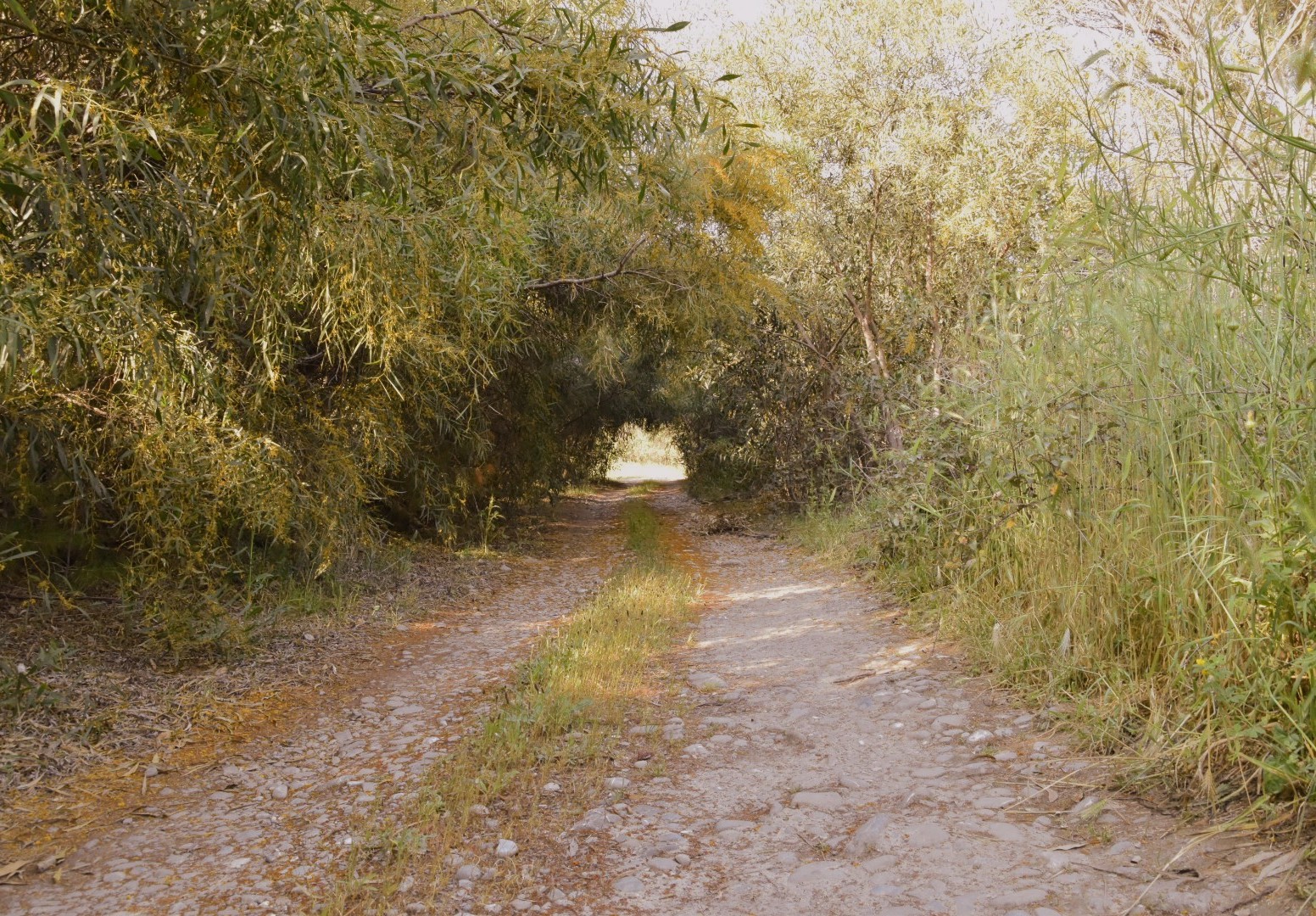 Tunnel di verde