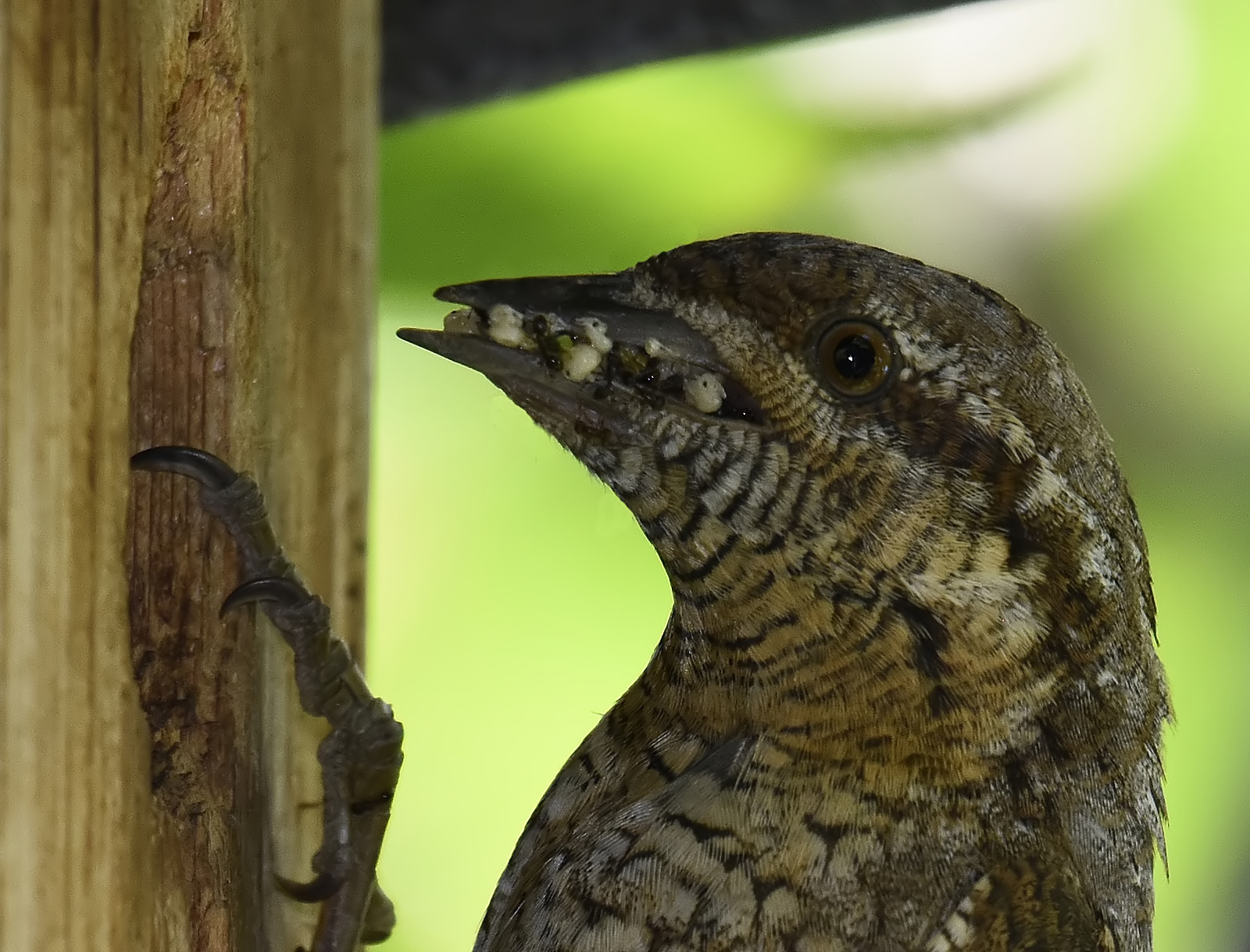 Torcicollo (Jynx torquilla)