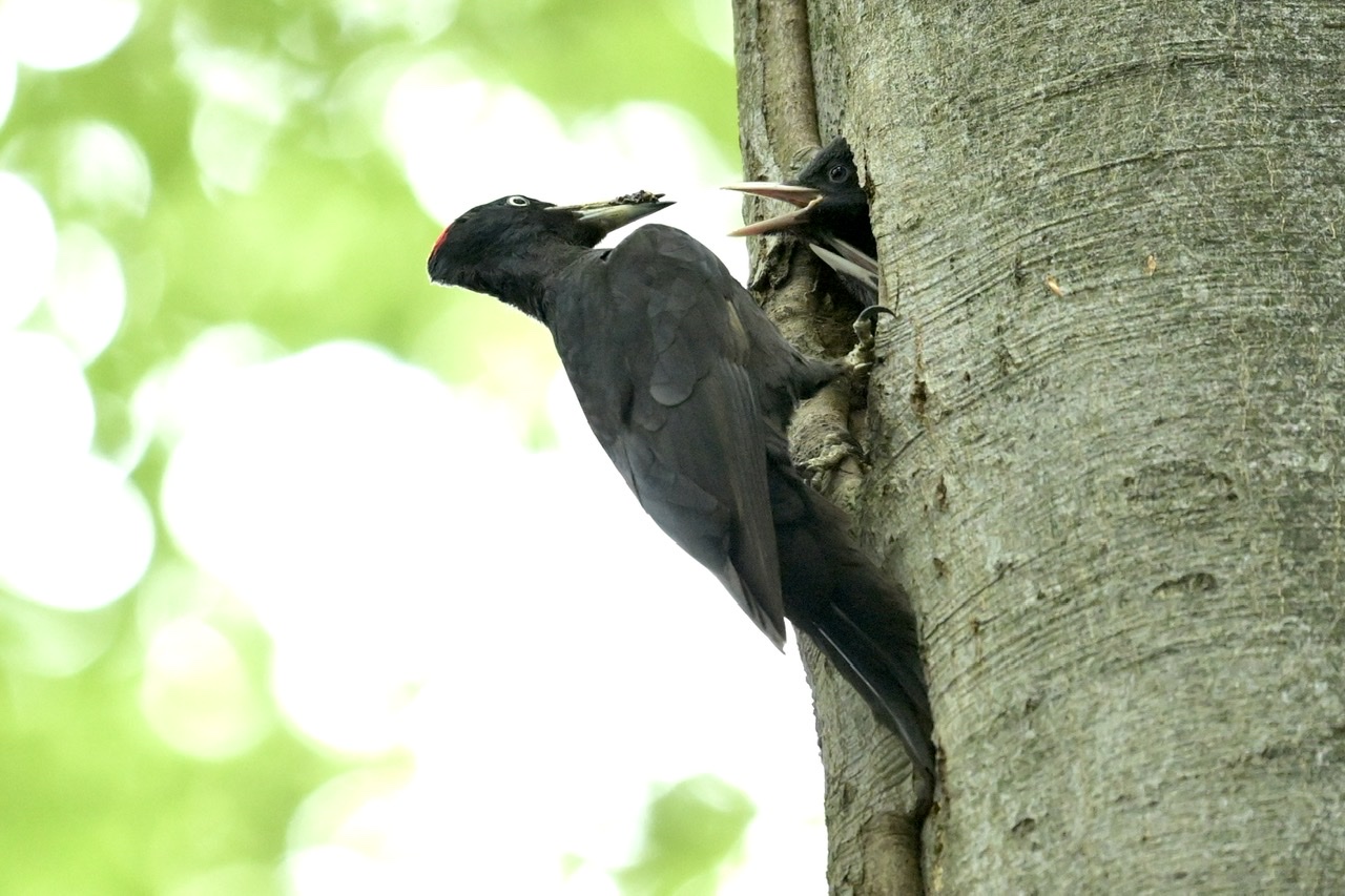 Black woodpecker