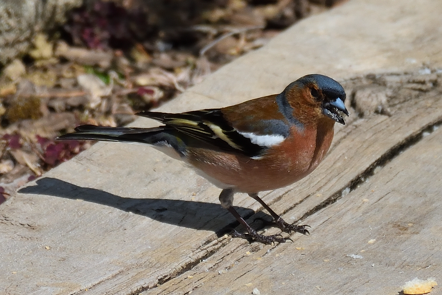 Chaffinch