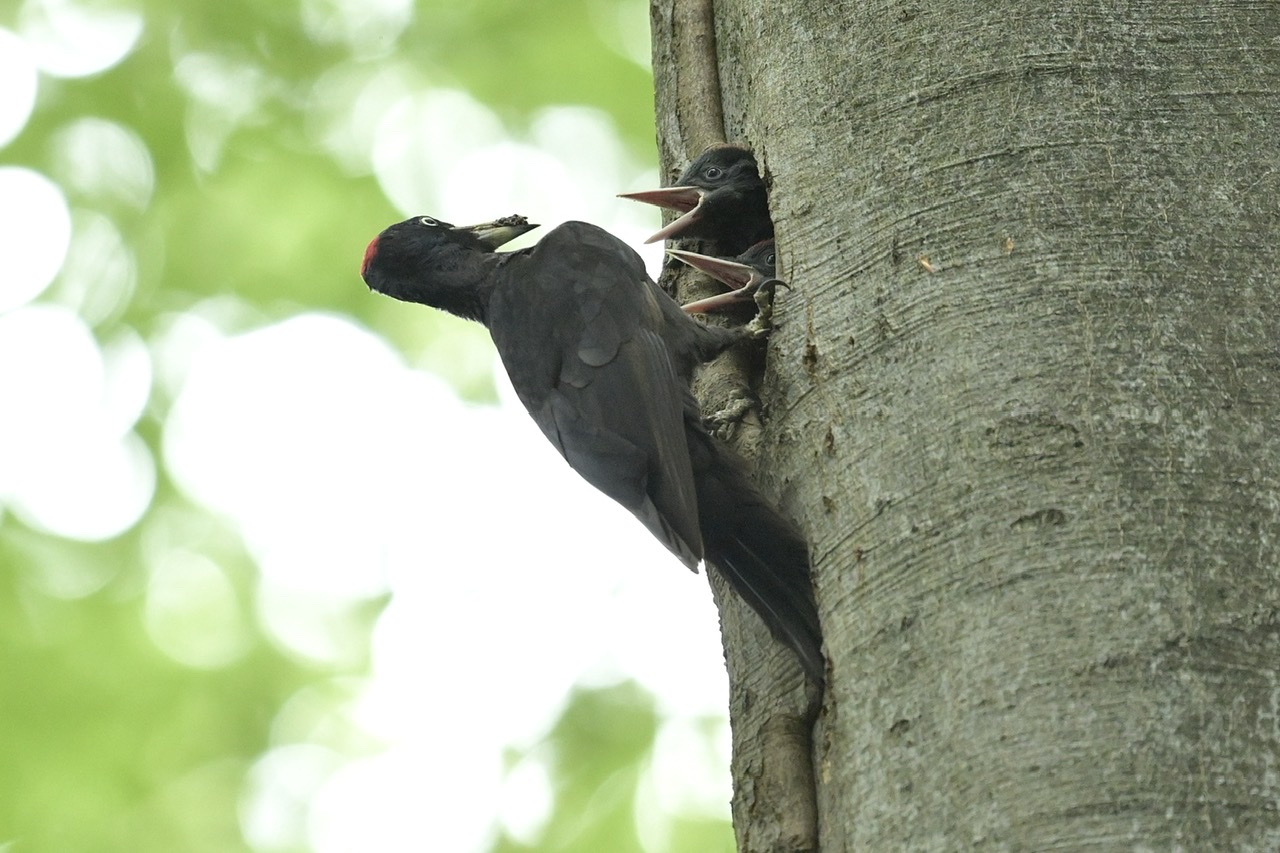 Small black woodpecker