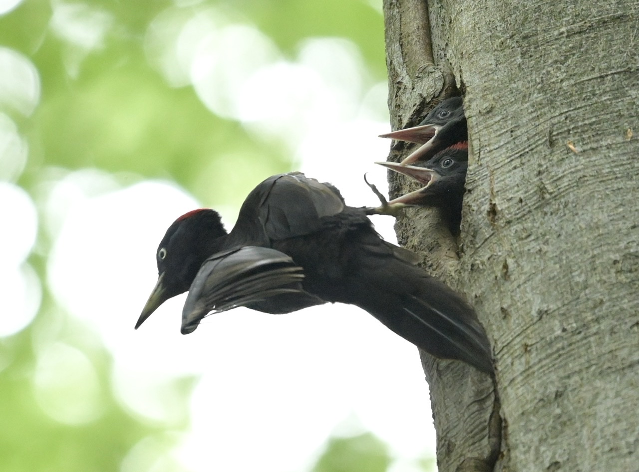 Pulli black woodpecker