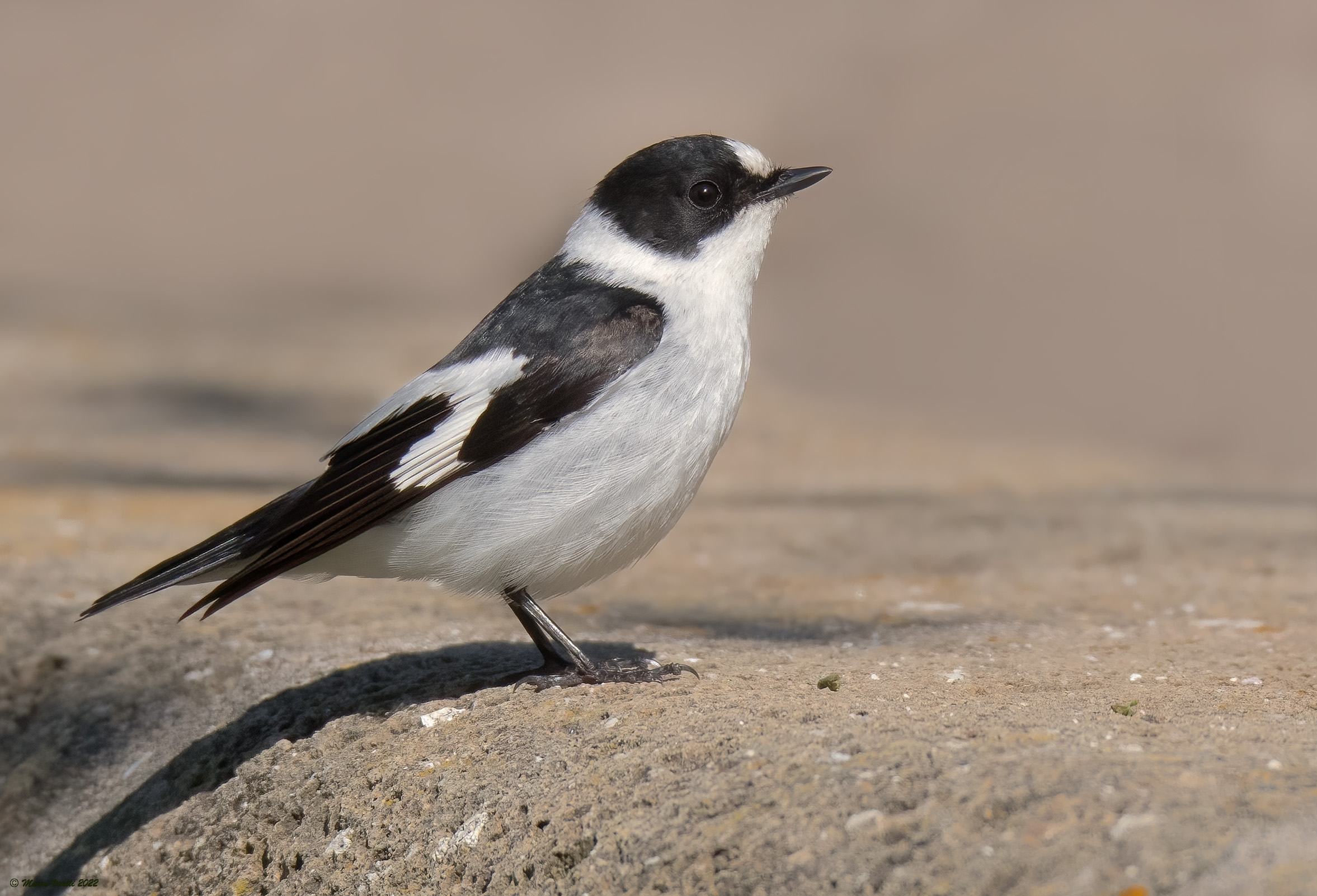 Collared nurse (Ficedula albicollis)