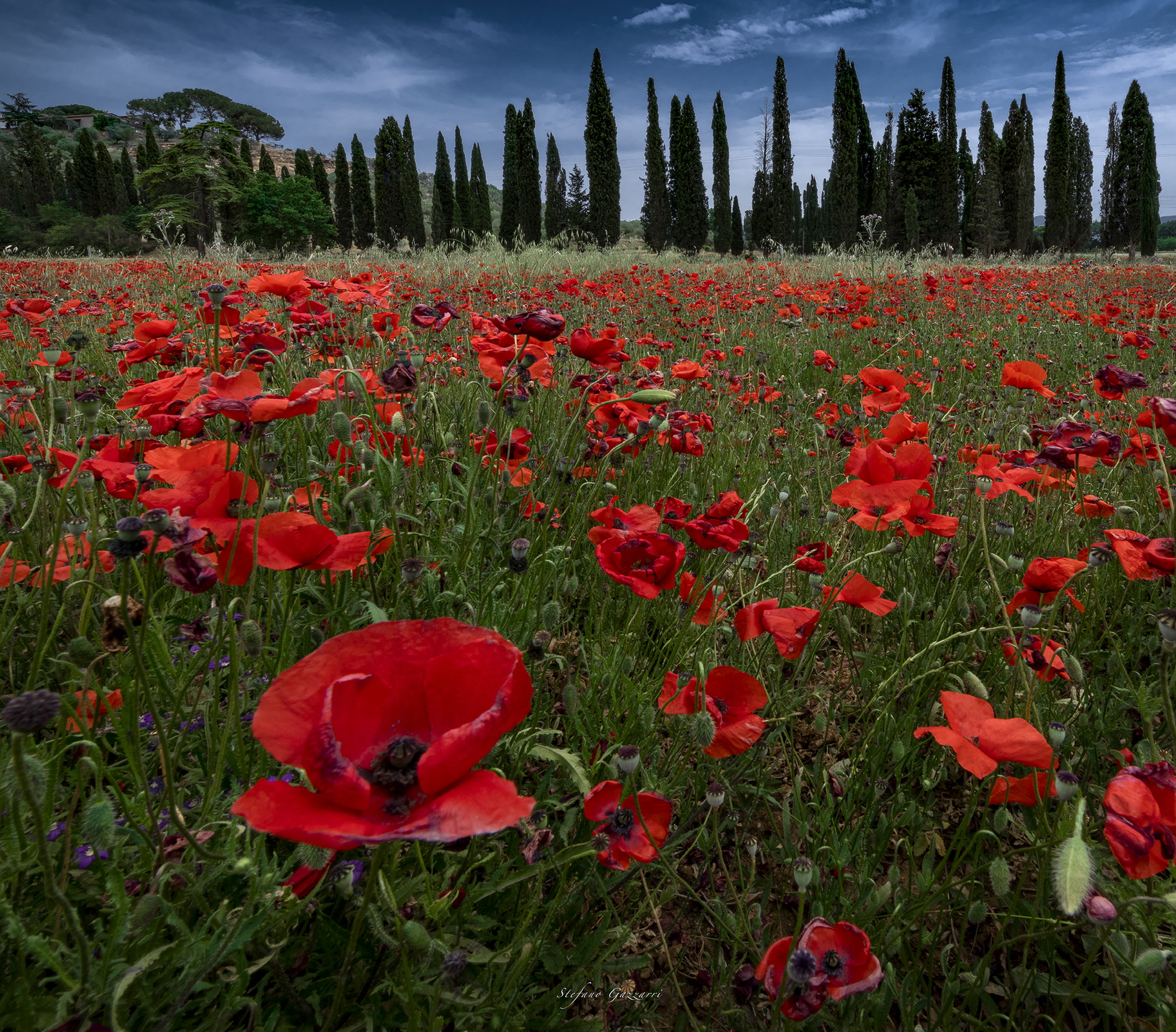 Tuscan red