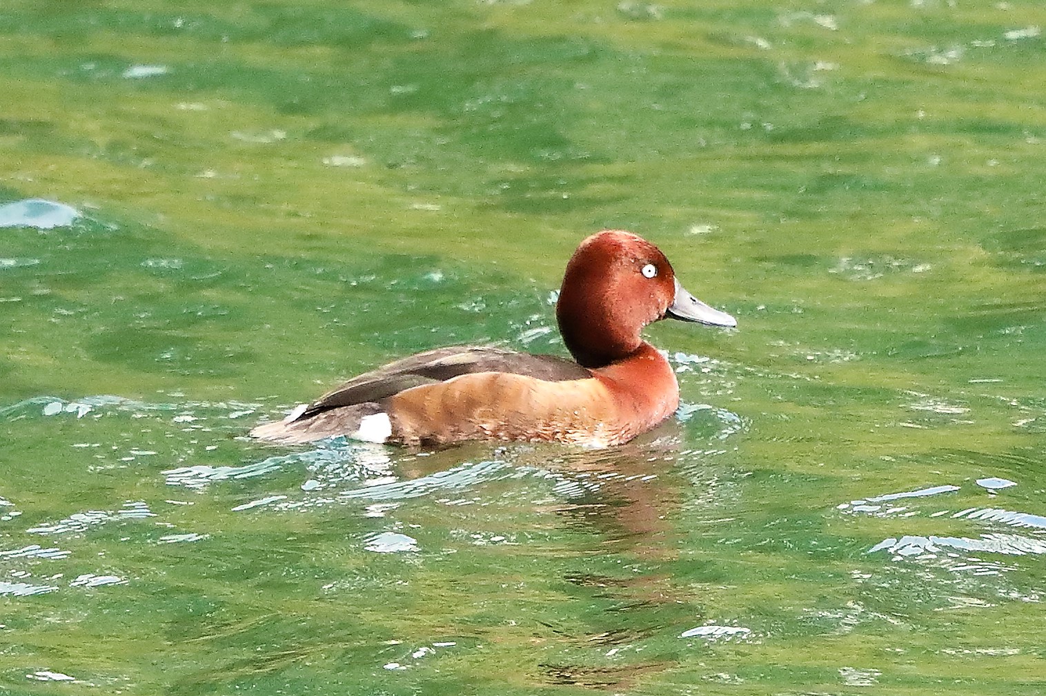 Moretta tabaccata 04-05-2022