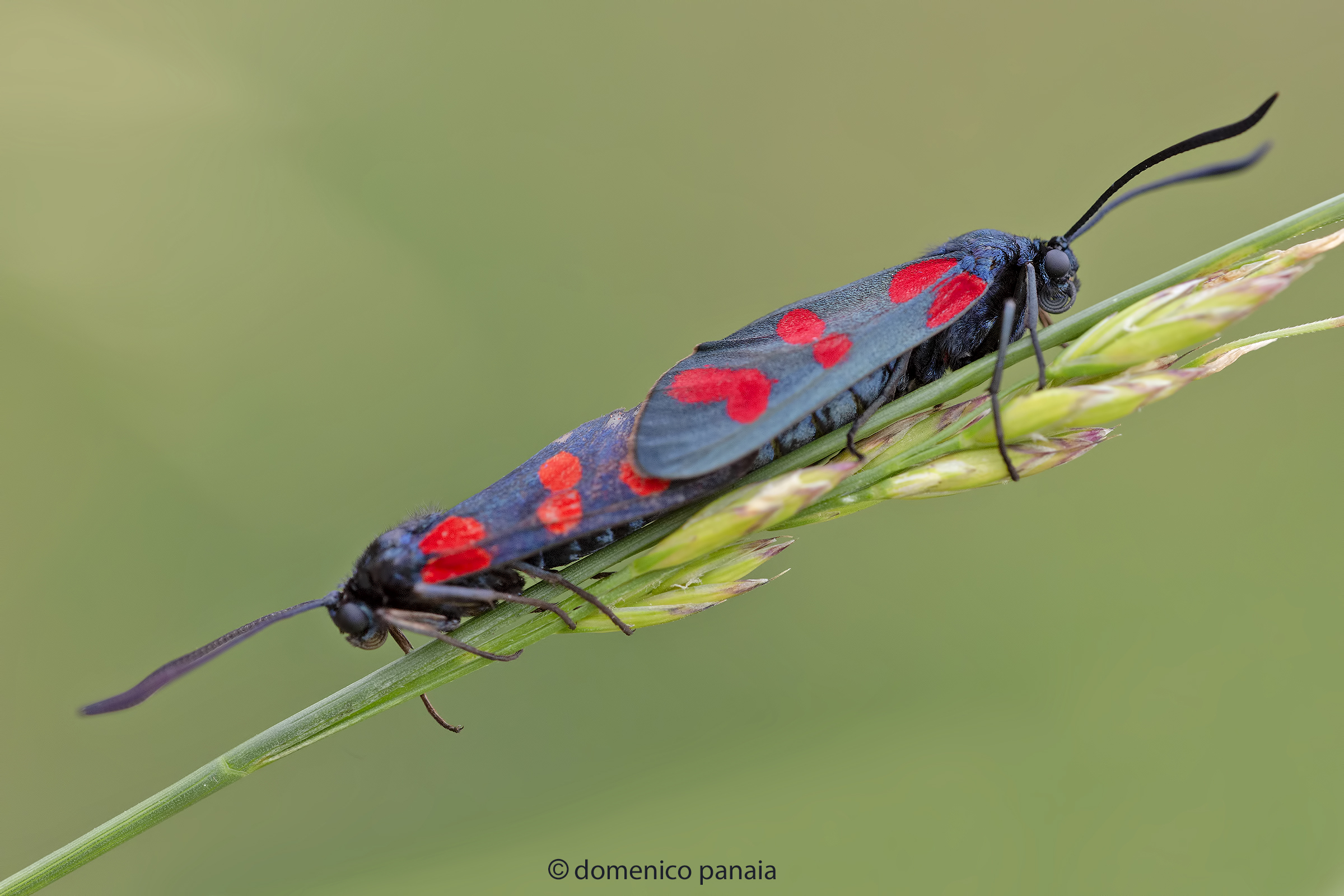 zygaena filipendulae