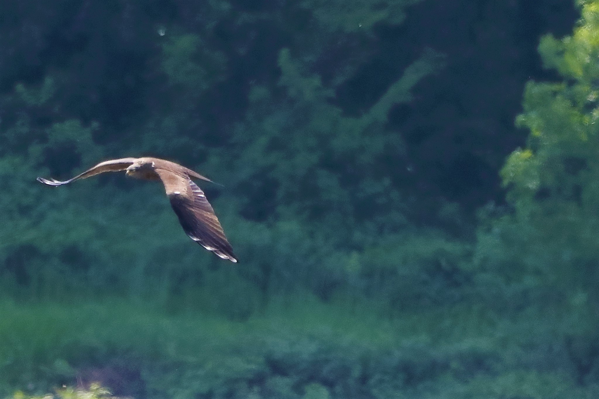 Nibbio bruno 29-04-2022