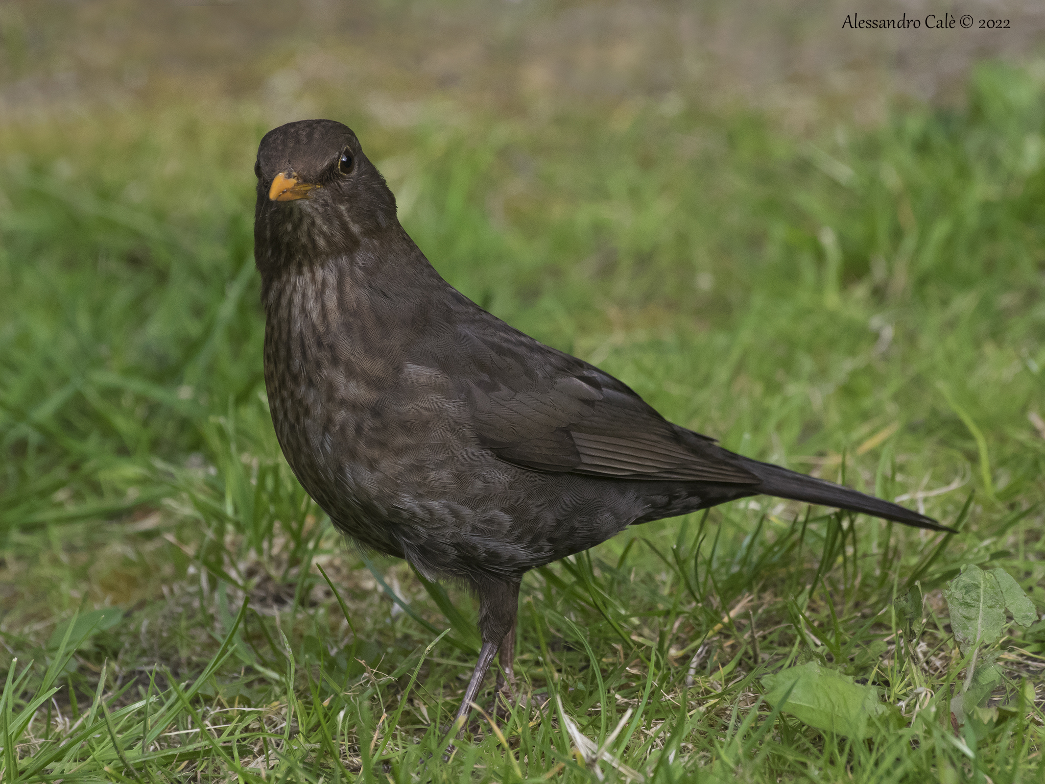Turdus merula (Merlo) F 4191