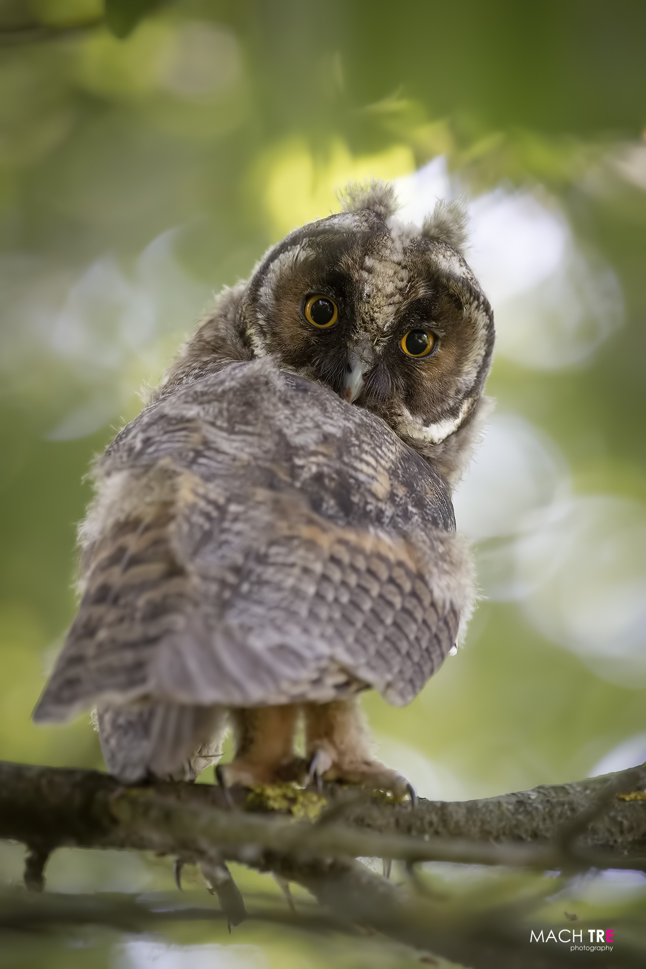 Common owl (Asio otus)