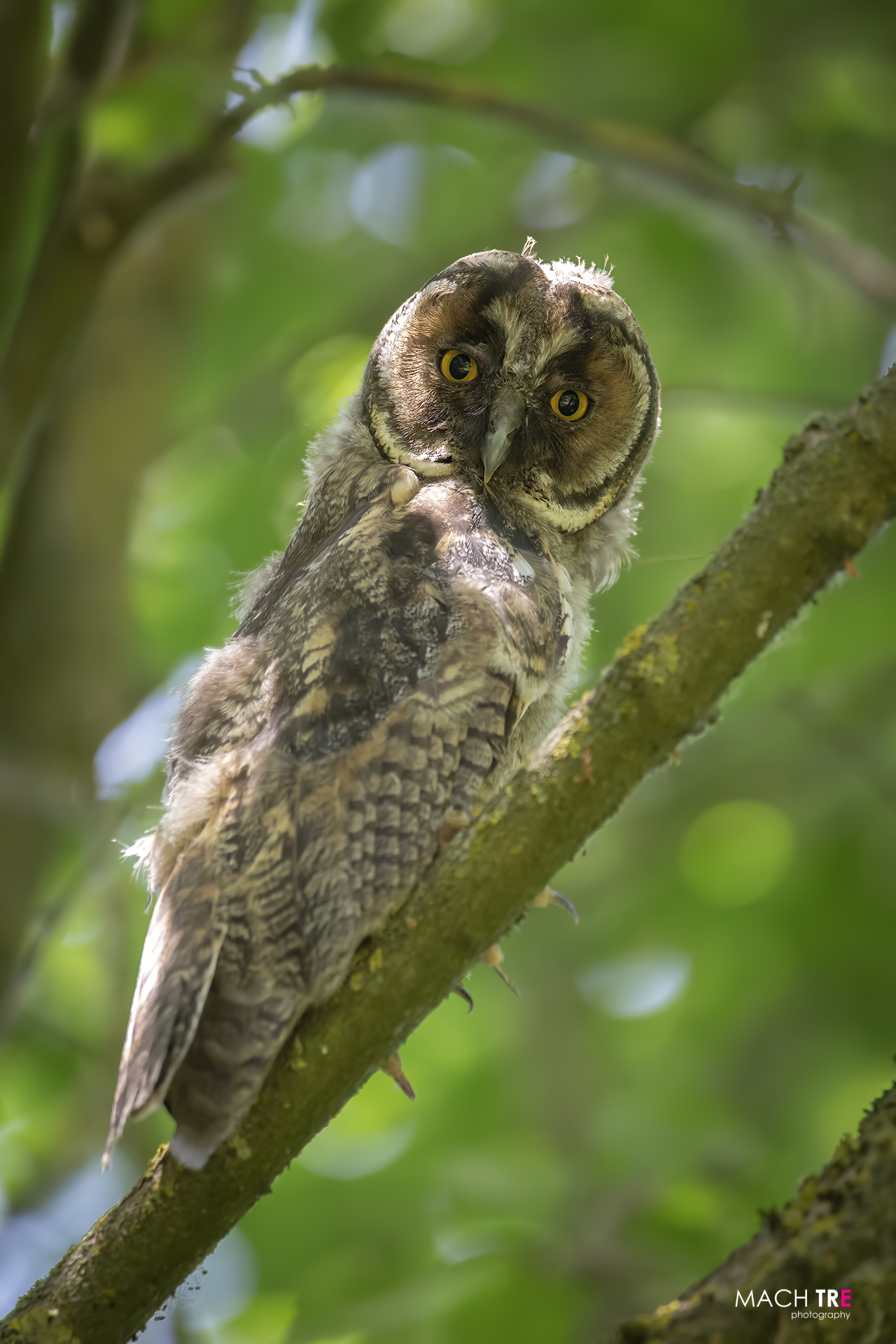 Common owl (Asio otus)
