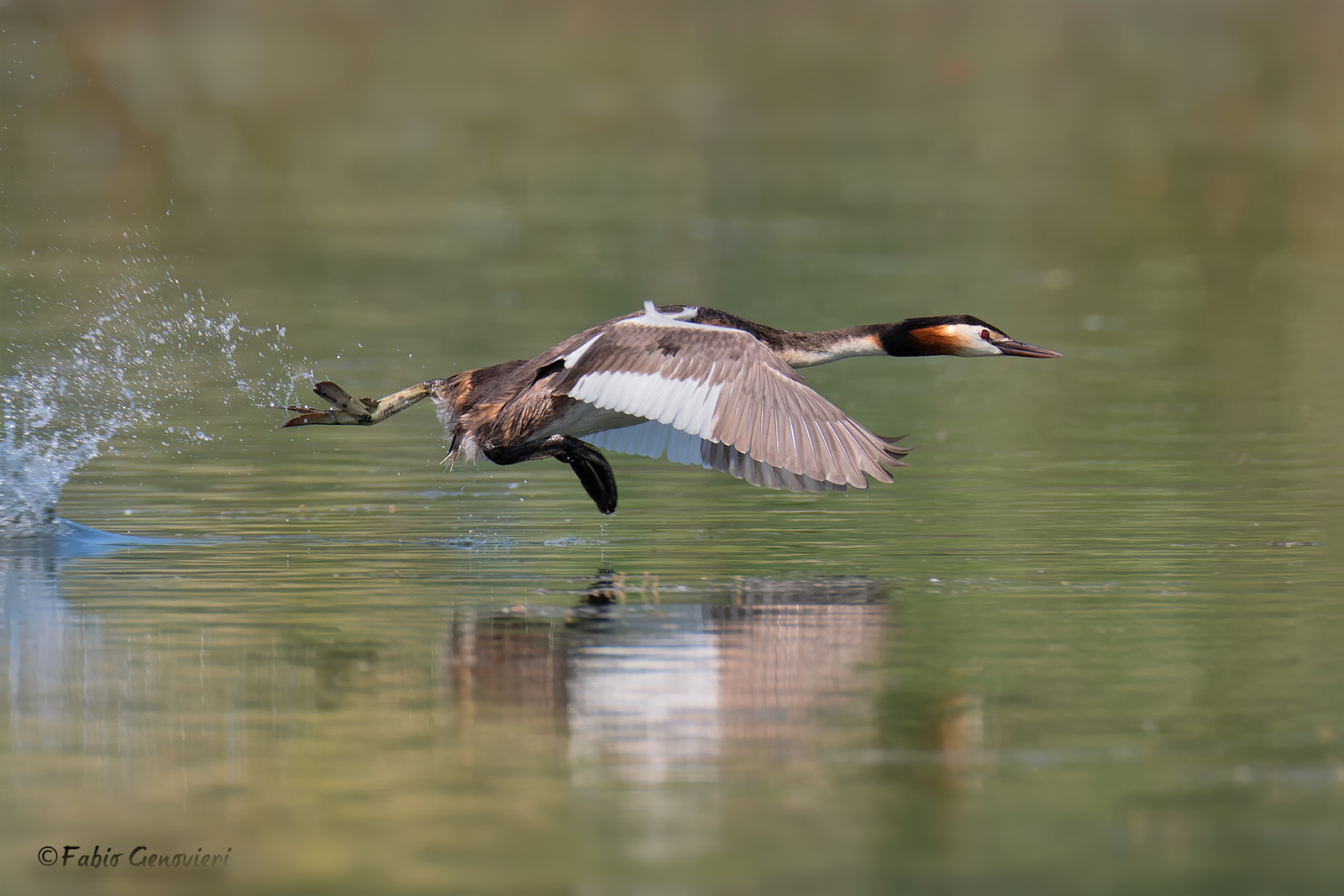 Great crested grebe