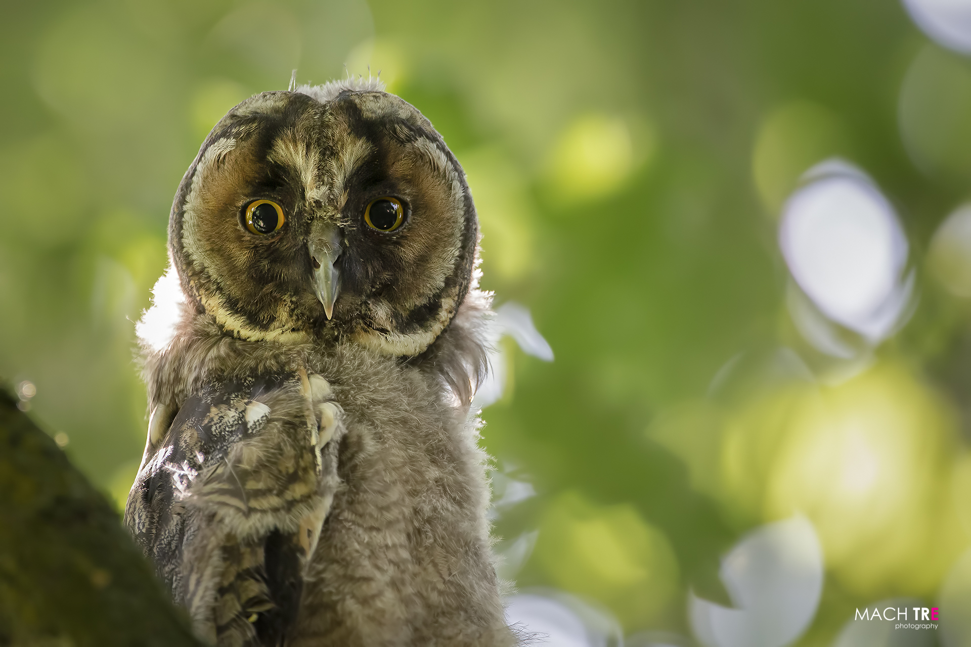 Common owl (Asio otus)