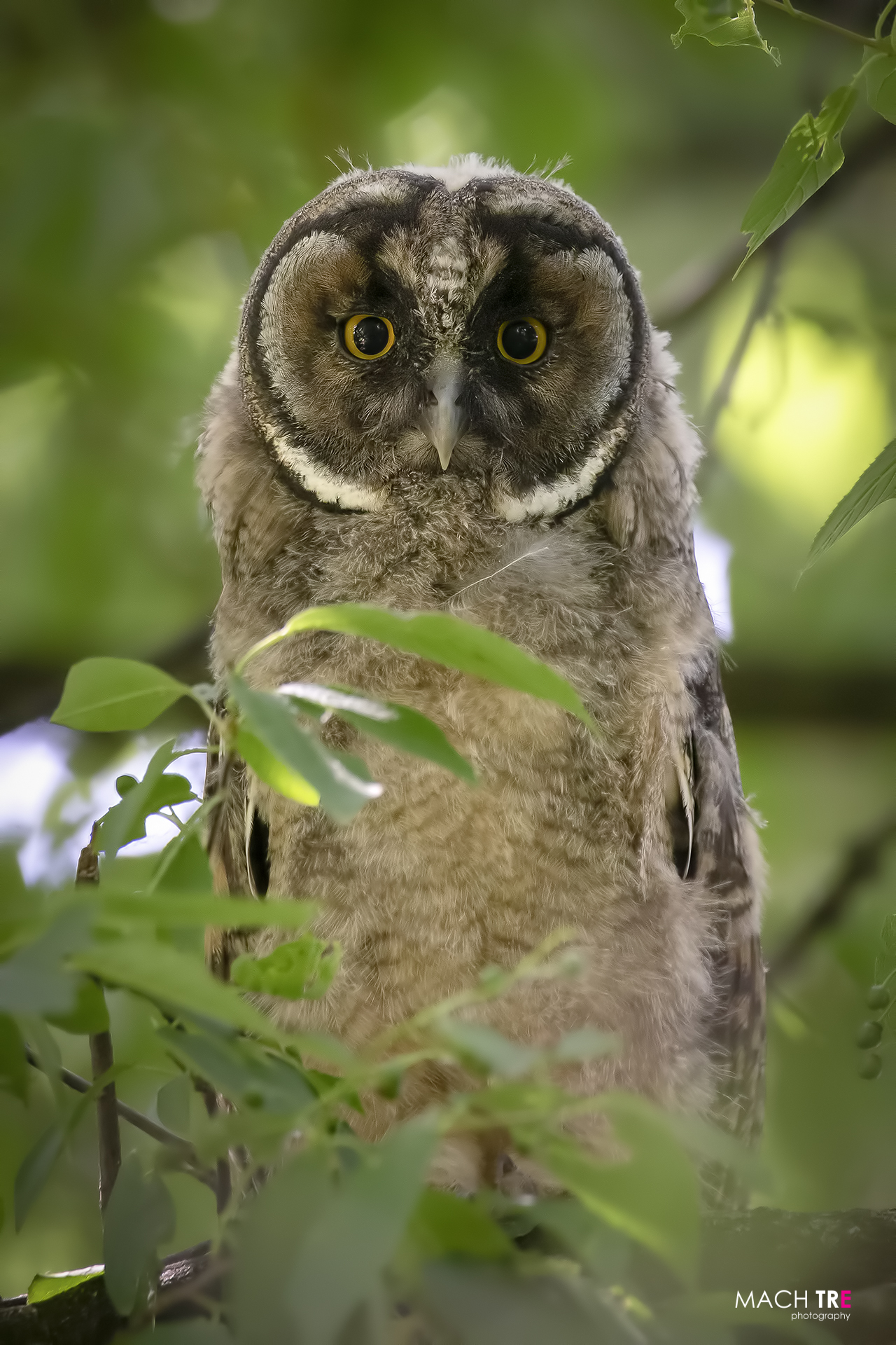 Common owl (Asio otus)
