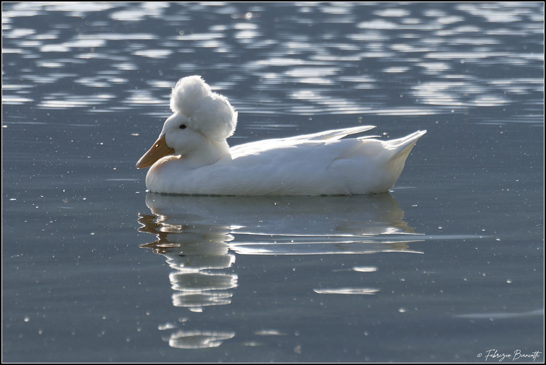 Cercasi parrucchiera