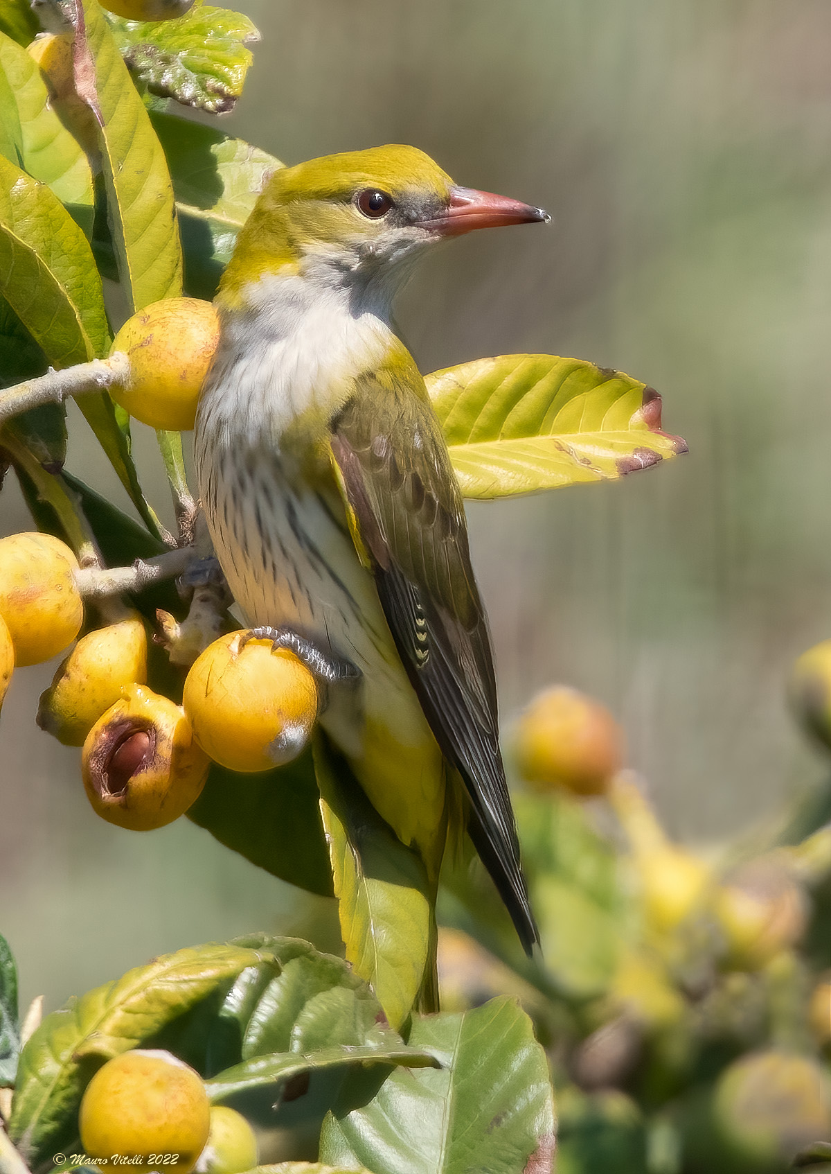 Oriolus (Oriolus oriolus)