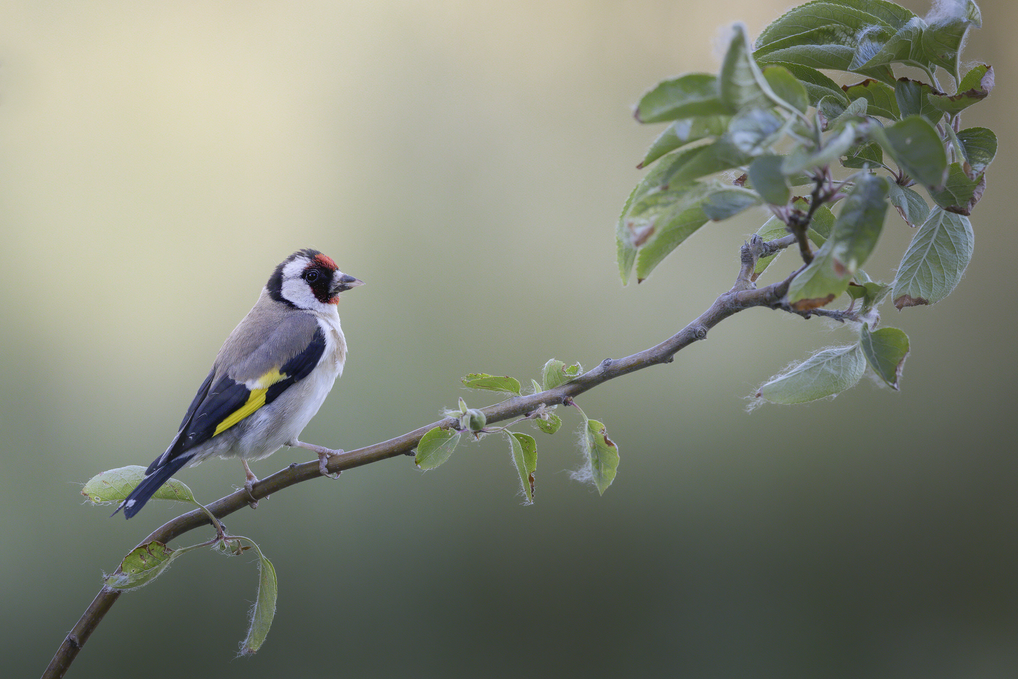 Goldfinch