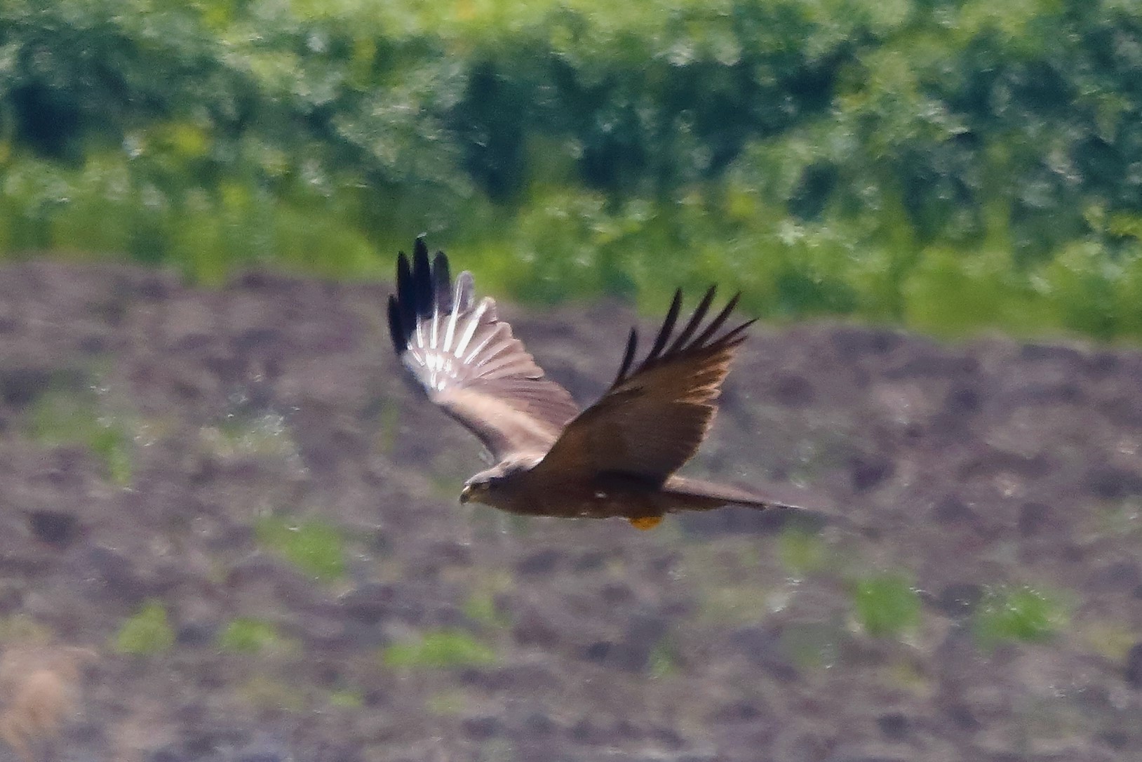 Nibbio bruno 29-04-2022