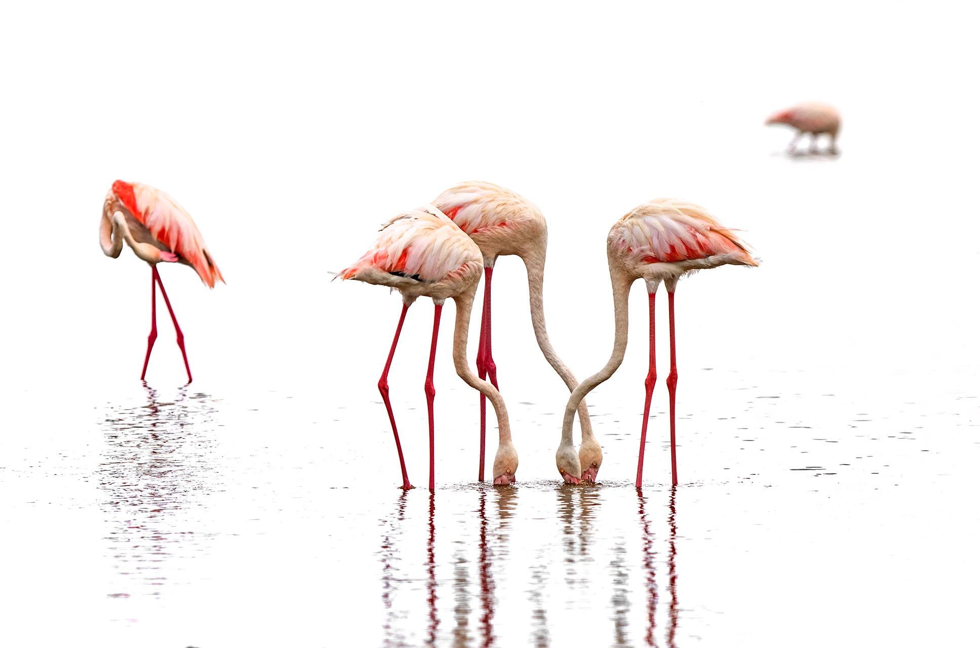 Pretty flamingos