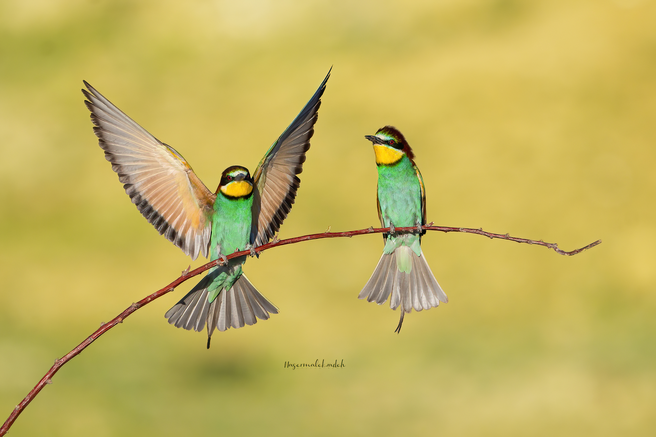 Bee-eater