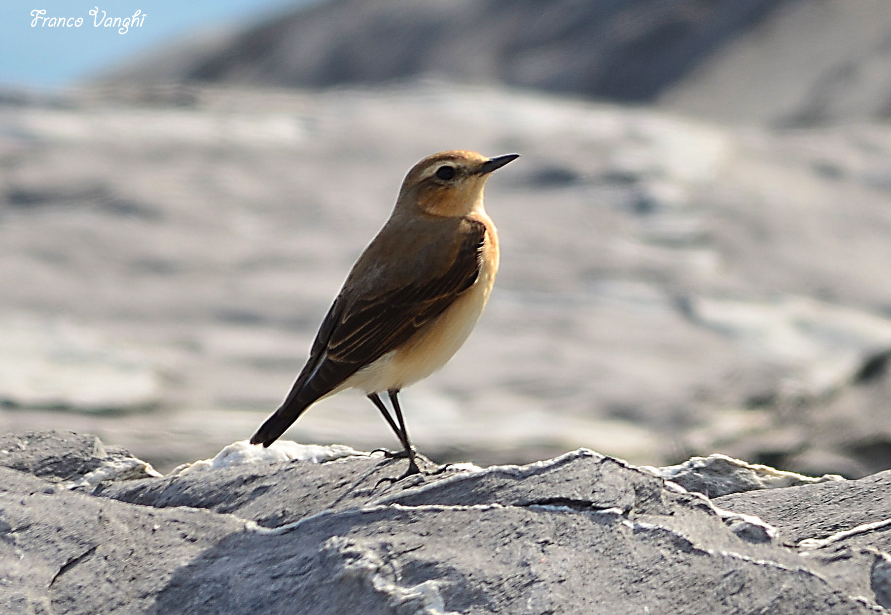 wheatear