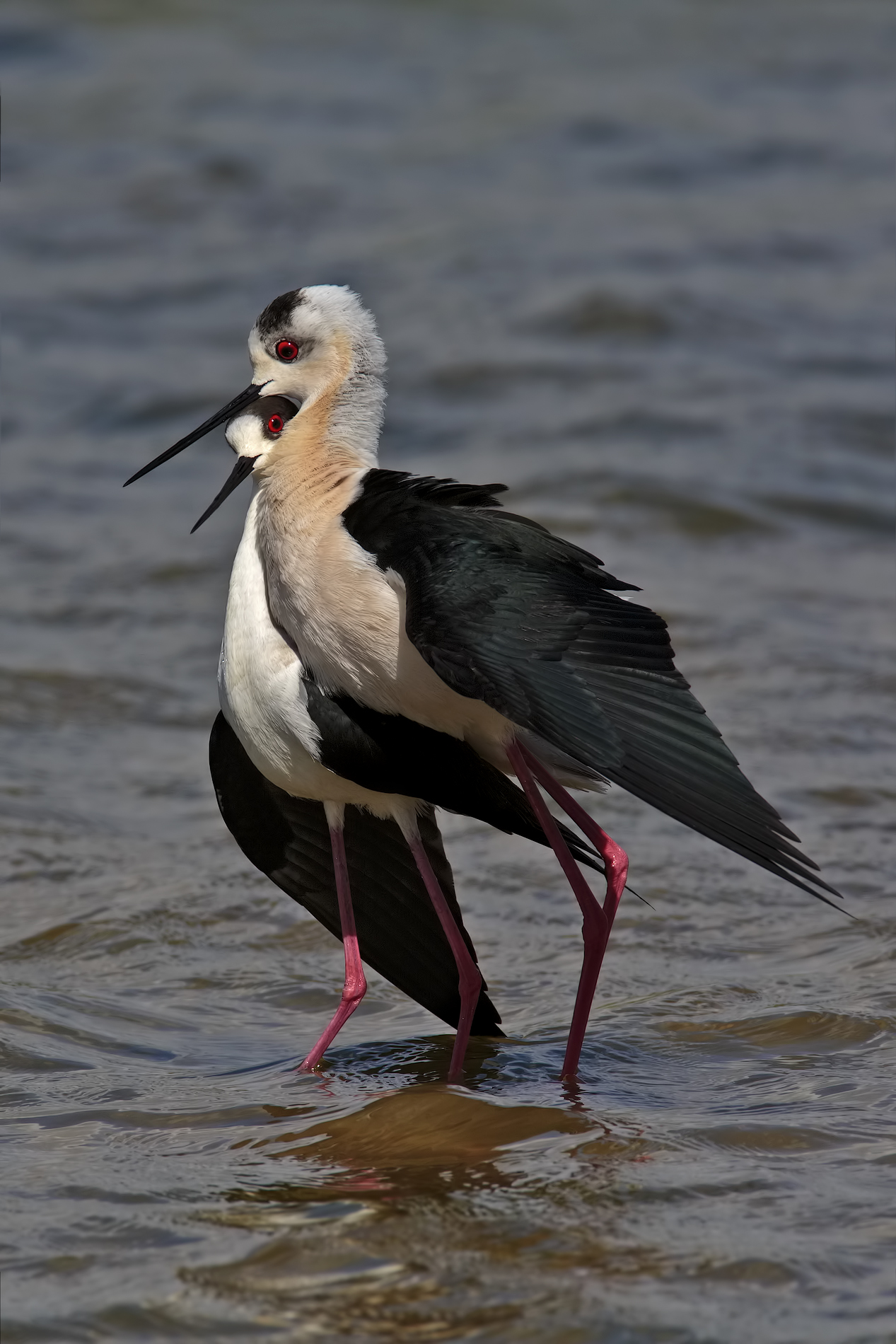 mi ami?...ma quanto mi ami?